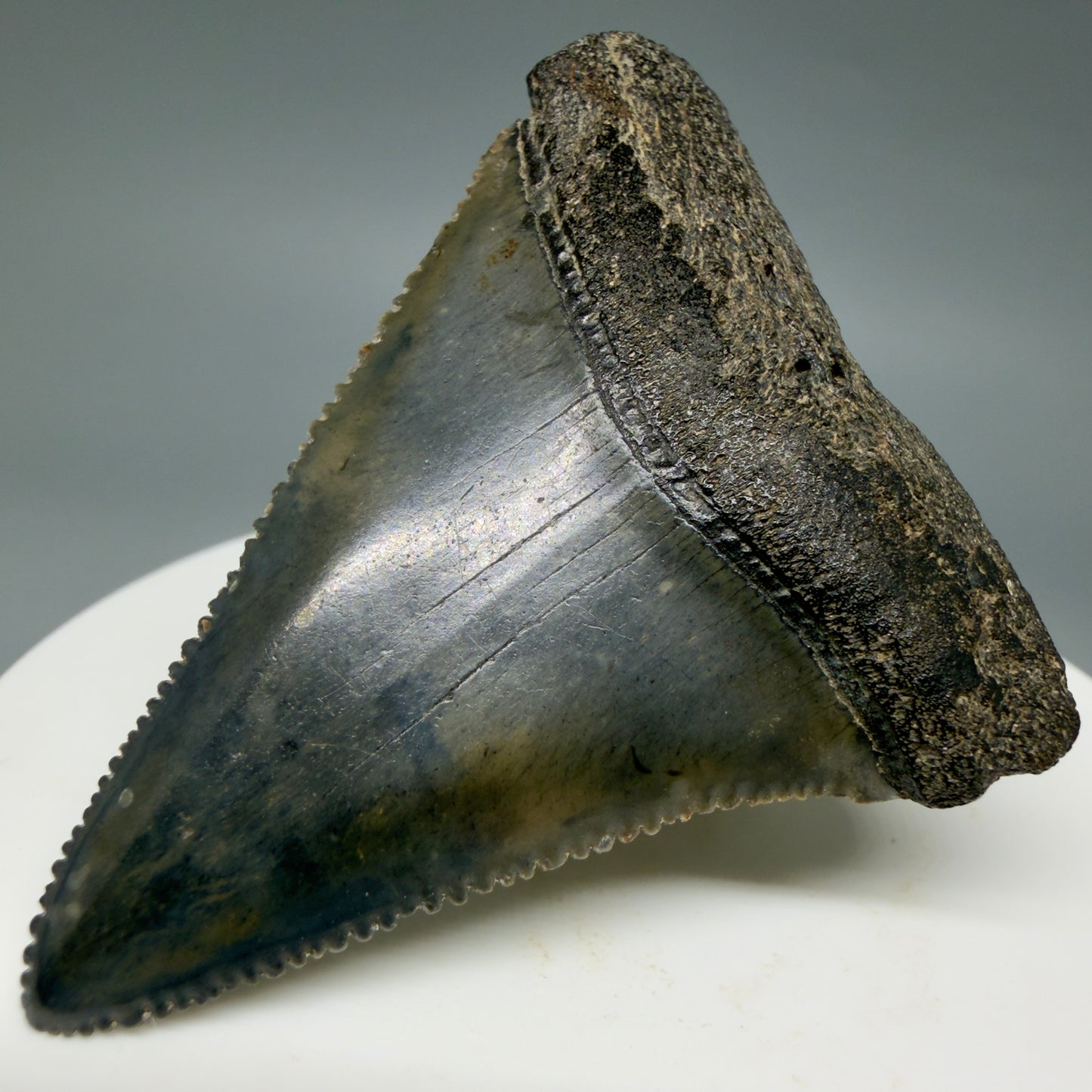 Front Right View Colorful, sharply serrated 2.17" Fossil Great White Tooth for Sale - South Carolina GW1346