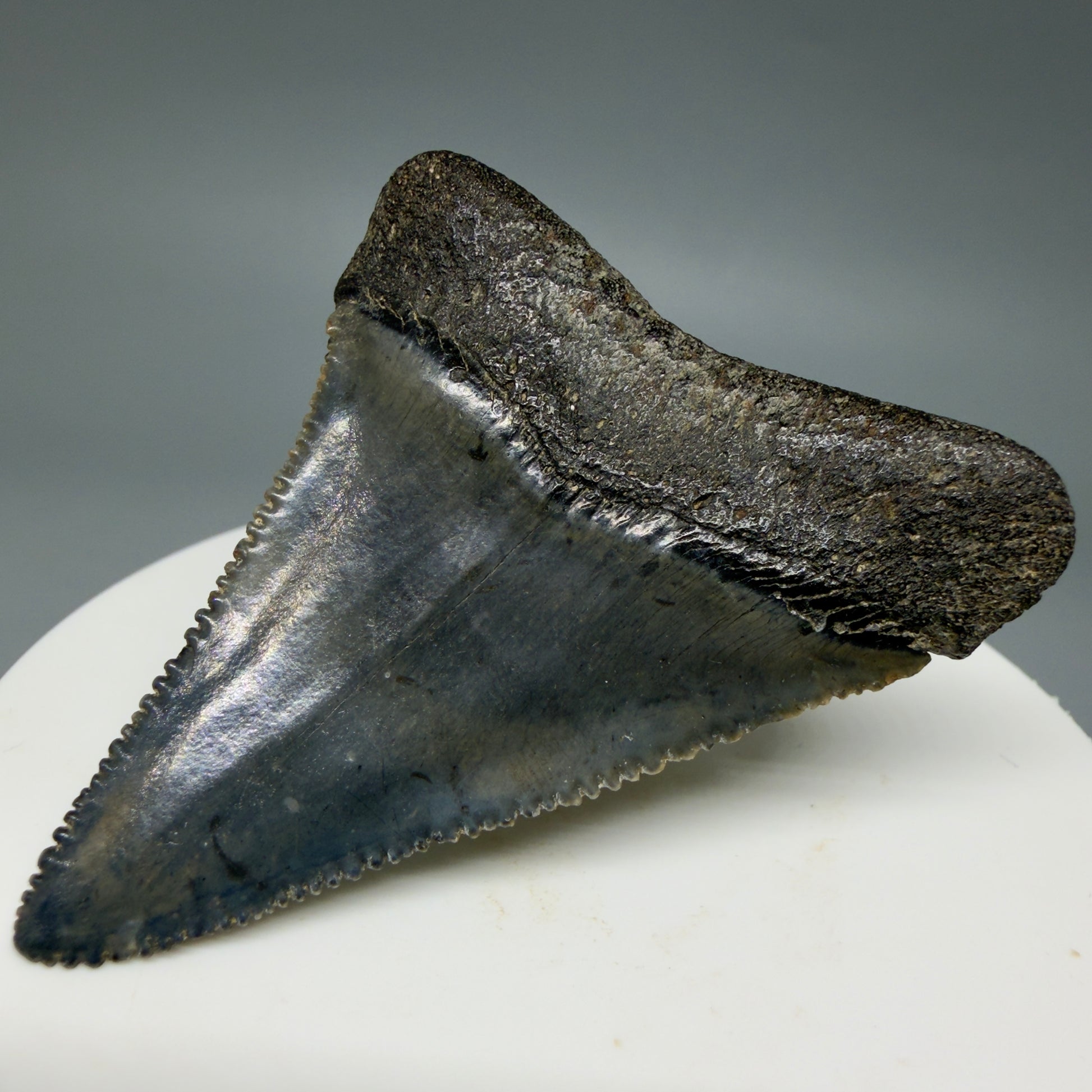 Back Right View Colorful, sharply serrated 2.17" Fossil Great White Tooth for Sale - South Carolina GW1346