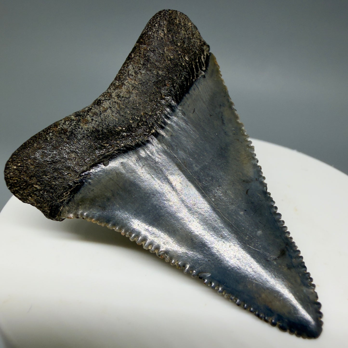 Back Left View Colorful, sharply serrated 2.17" Fossil Great White Tooth for Sale - South Carolina GW1346