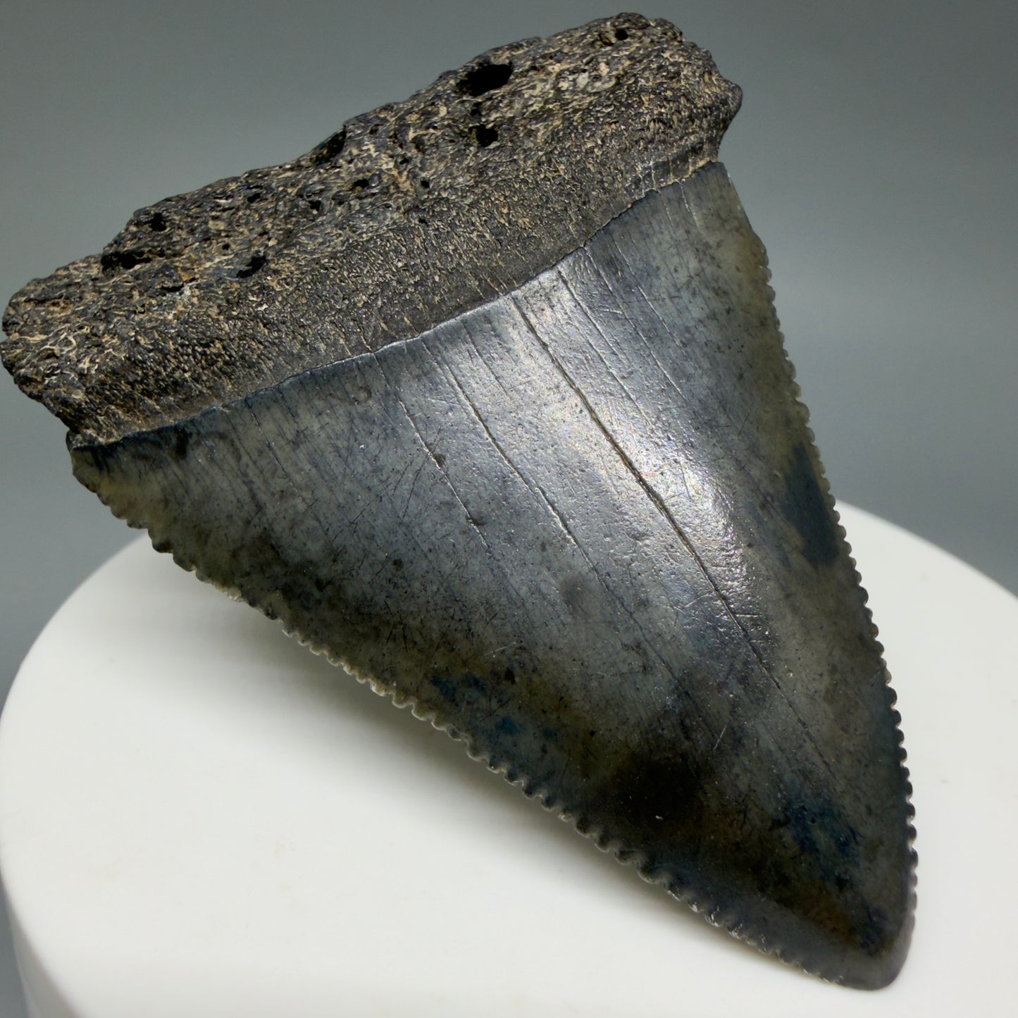 Front Left View Dark colors, serrated 2.30" Fossil Great White Shark Tooth - South Carolina GW1347