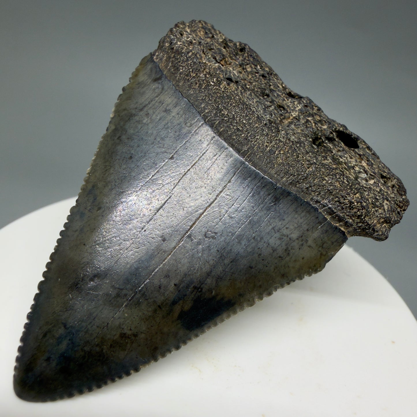 Front Right View Dark colors, serrated 2.30" Fossil Great White Shark Tooth - South Carolina GW1347