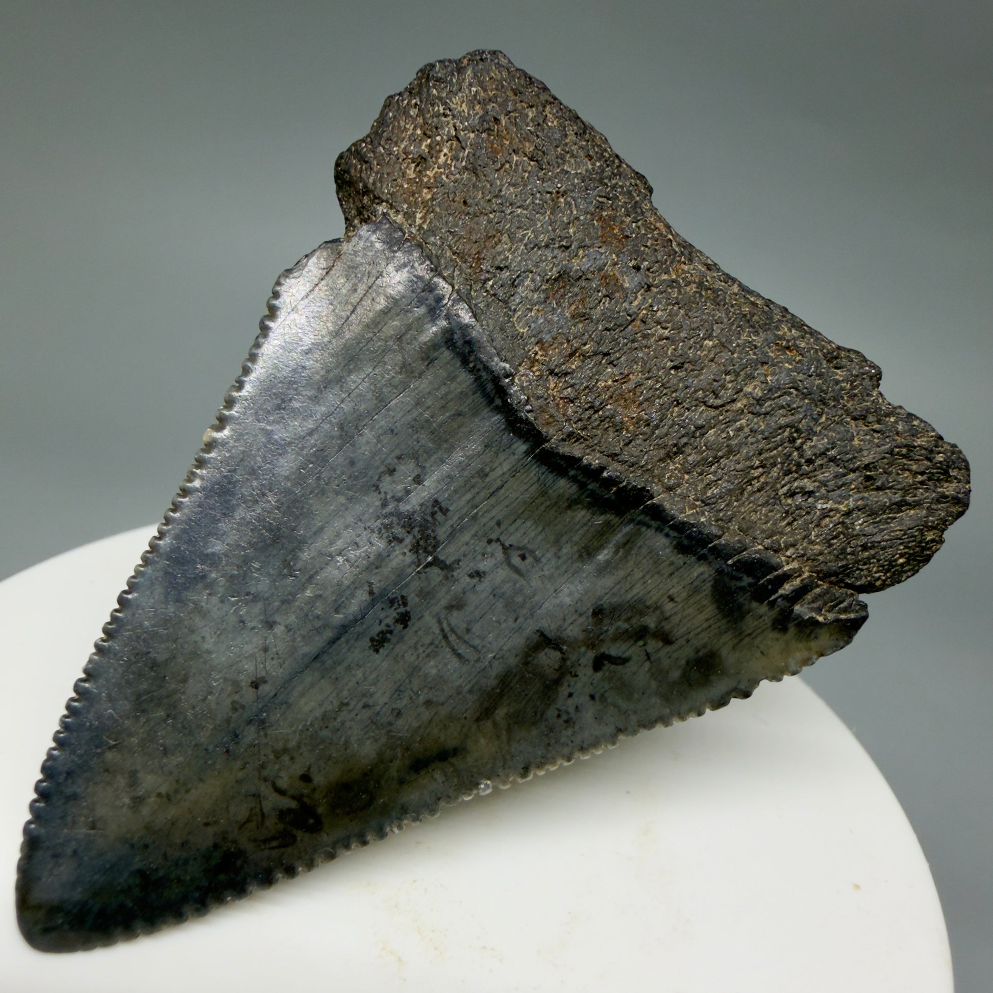 Back Right View Dark colors, serrated 2.30" Fossil Great White Shark Tooth - South Carolina GW1347