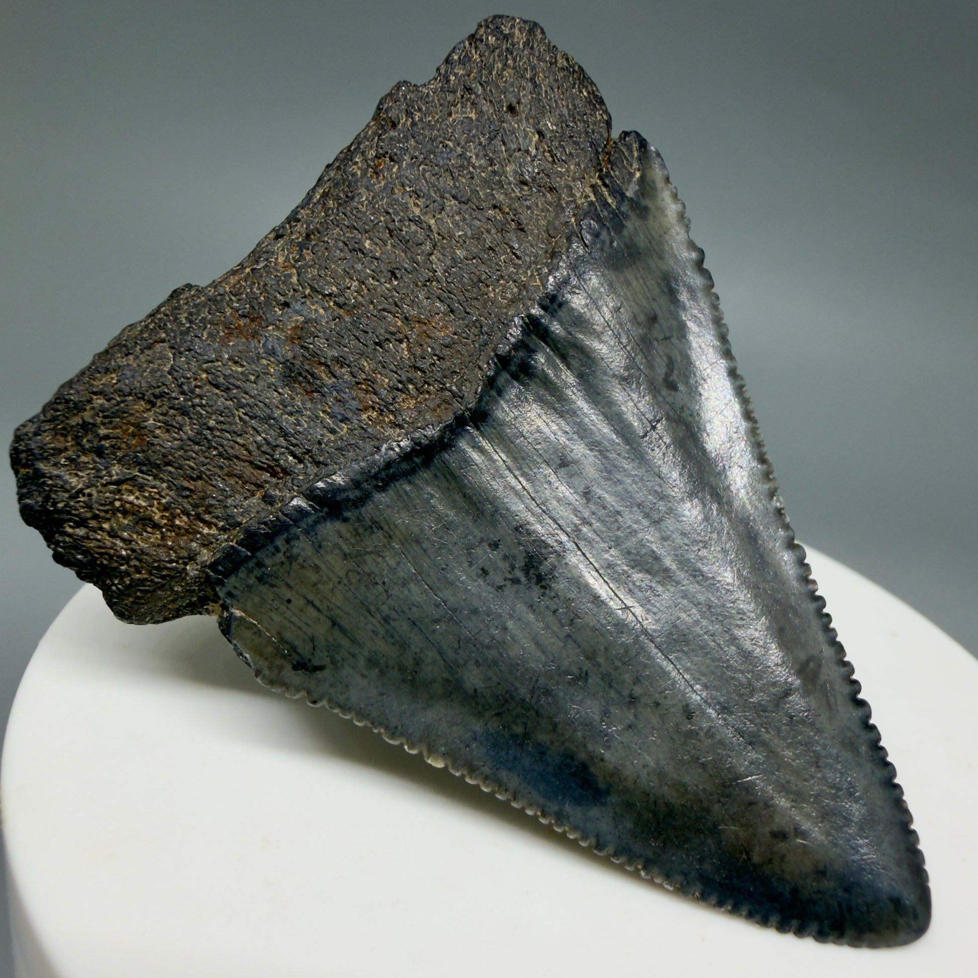 Back Left View Dark colors, serrated 2.30" Fossil Great White Shark Tooth - South Carolina GW1347