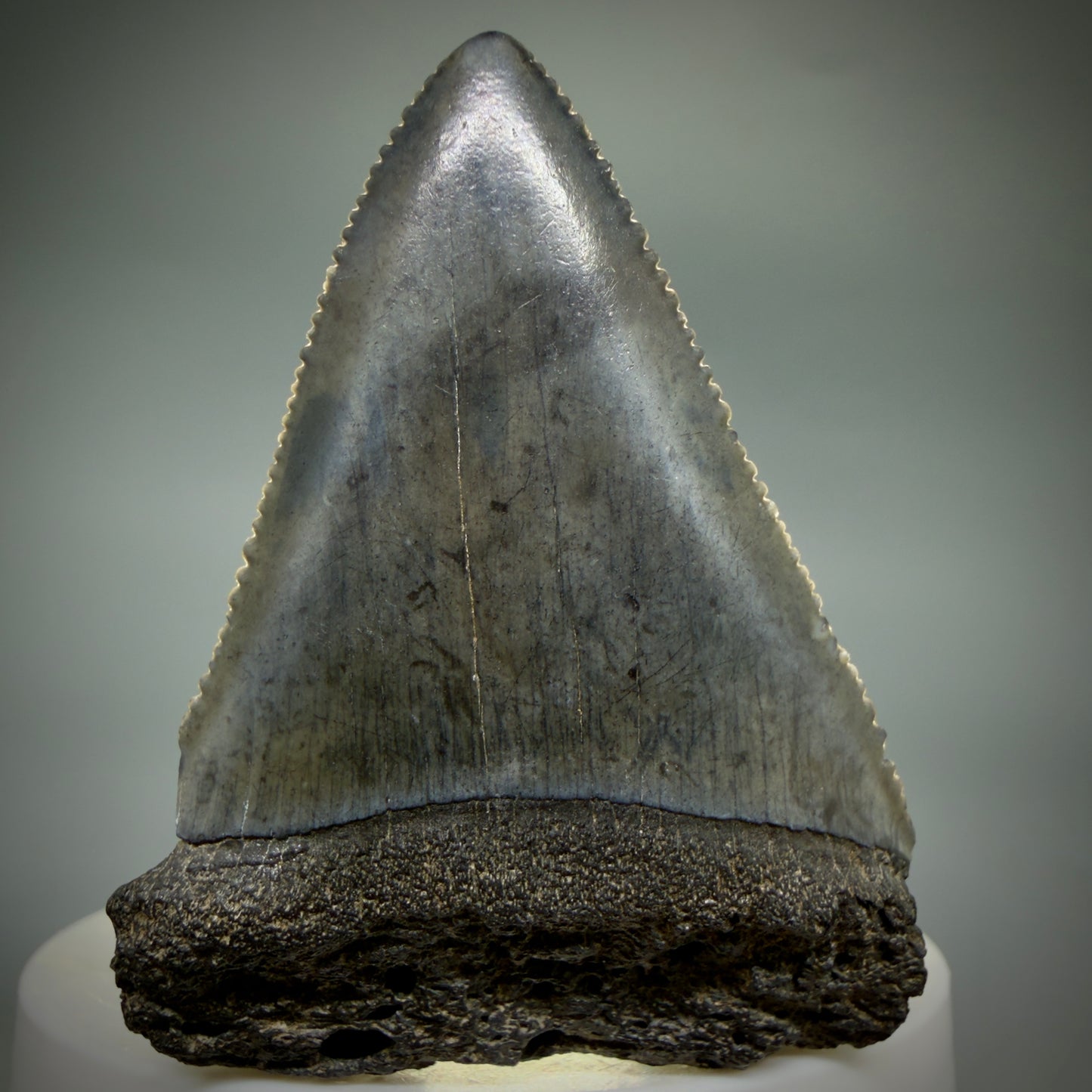 Front View Dark colors, serrated 2.30" Fossil Great White Shark Tooth - South Carolina GW1347 - 3