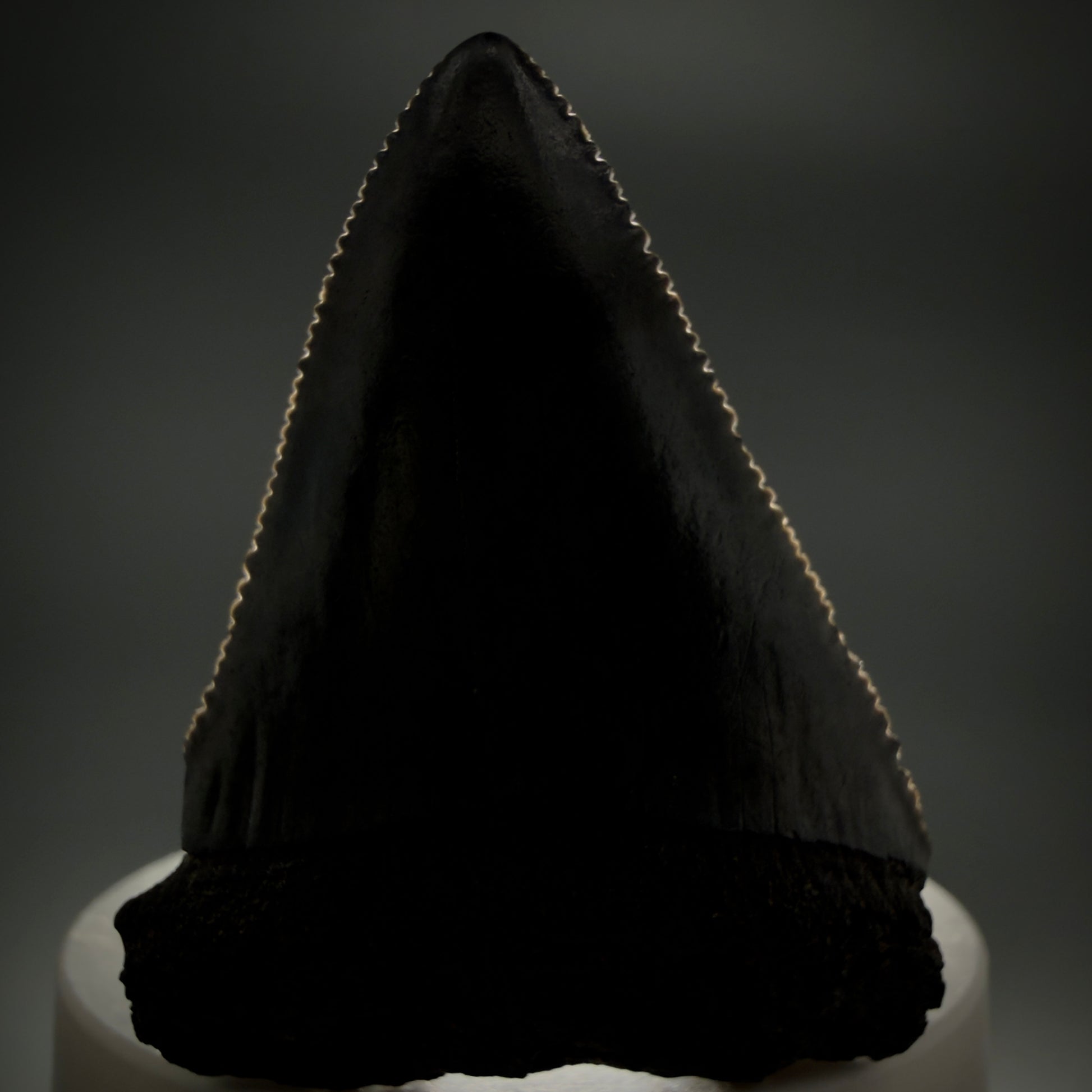 Front View Dark colors, serrated 2.30" Fossil Great White Shark Tooth - South Carolina GW1347 - 1