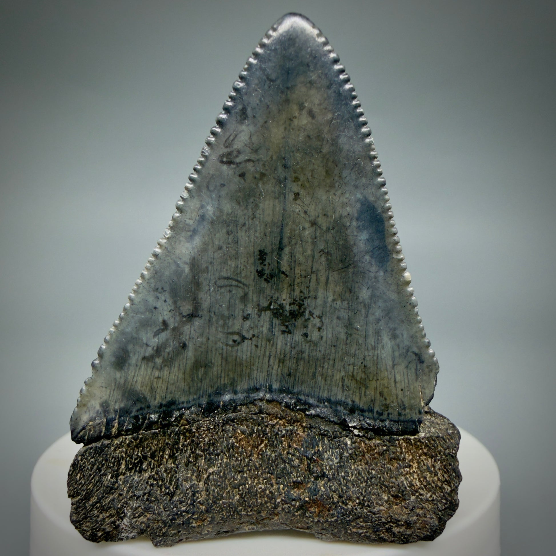 Back View Dark colors, serrated 2.30" Fossil Great White Shark Tooth - South Carolina GW1347