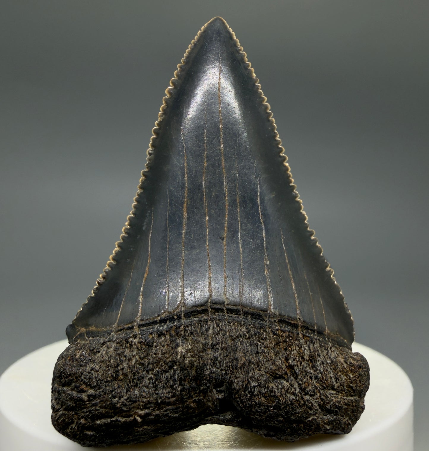 Front View Dark colors, serrated 2.08" Fossil Great White Shark Tooth - South Carolina CM1345 - 3