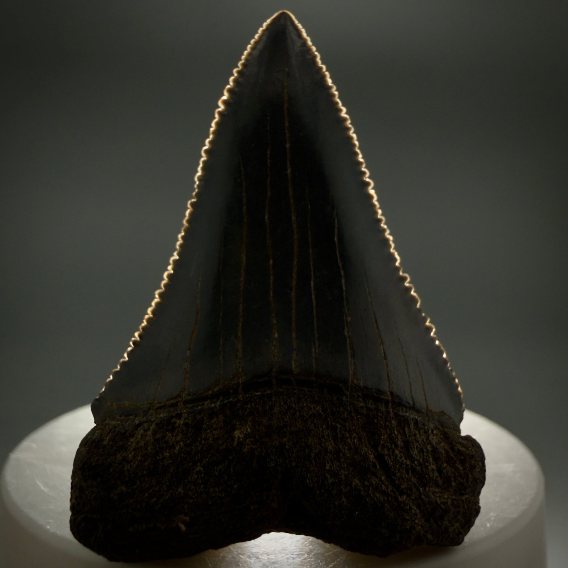 Front View Dark colors, serrated 2.08" Fossil Great White Shark Tooth - South Carolina CM1345 - 1