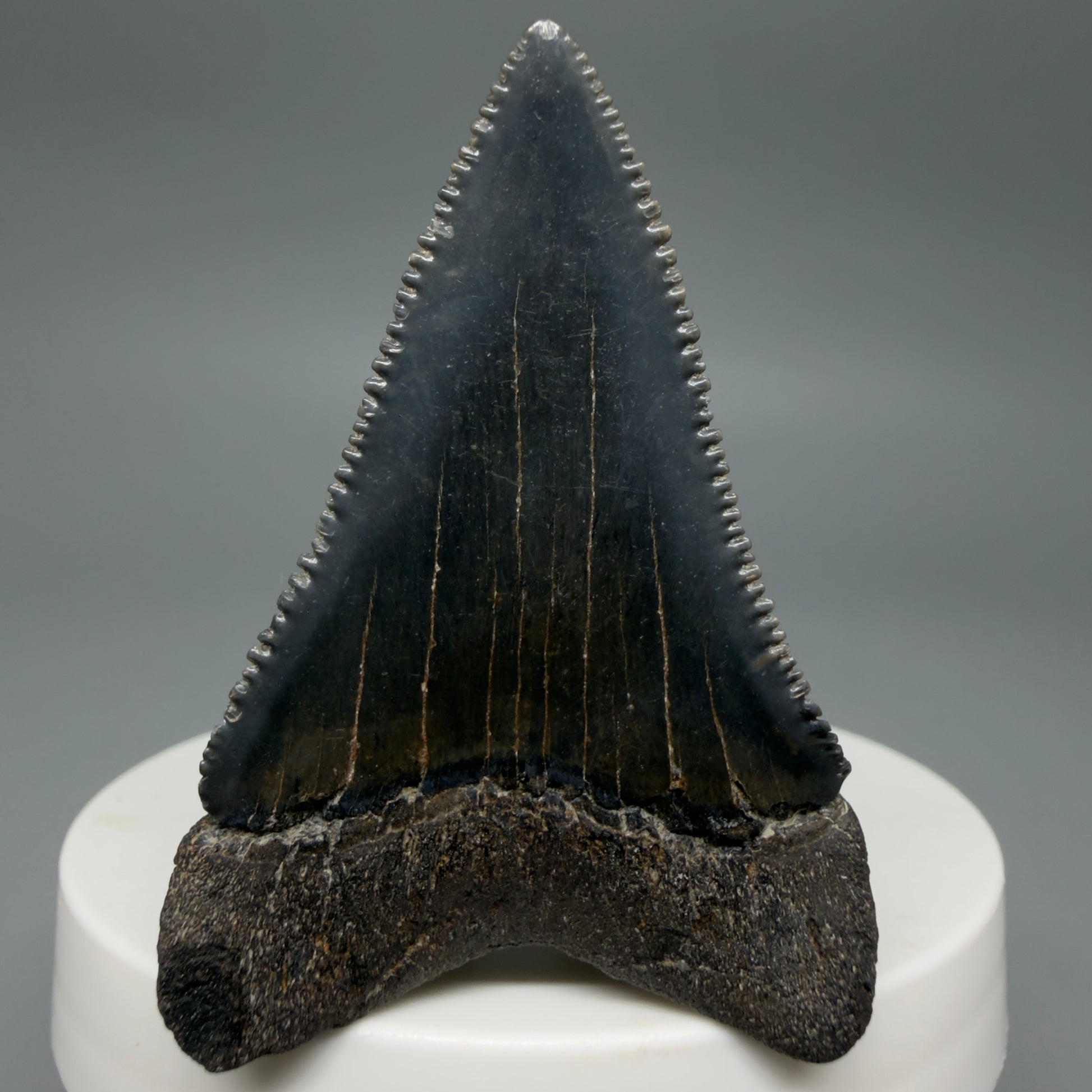 Back View Dark colors, serrated 2.08" Fossil Great White Shark Tooth - South Carolina CM1345