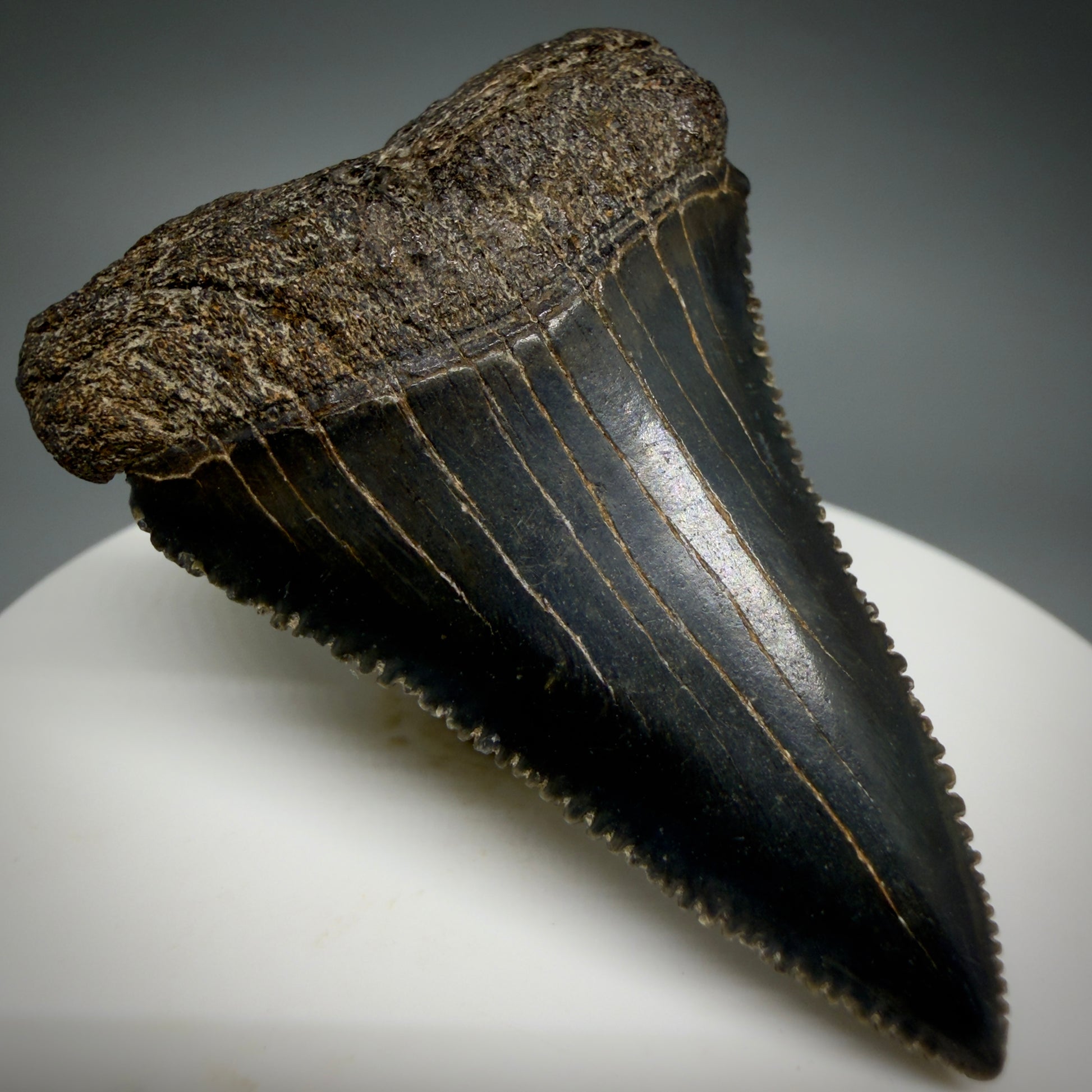 Front Left View Dark colors, serrated 2.08" Fossil Great White Shark Tooth - South Carolina CM1345