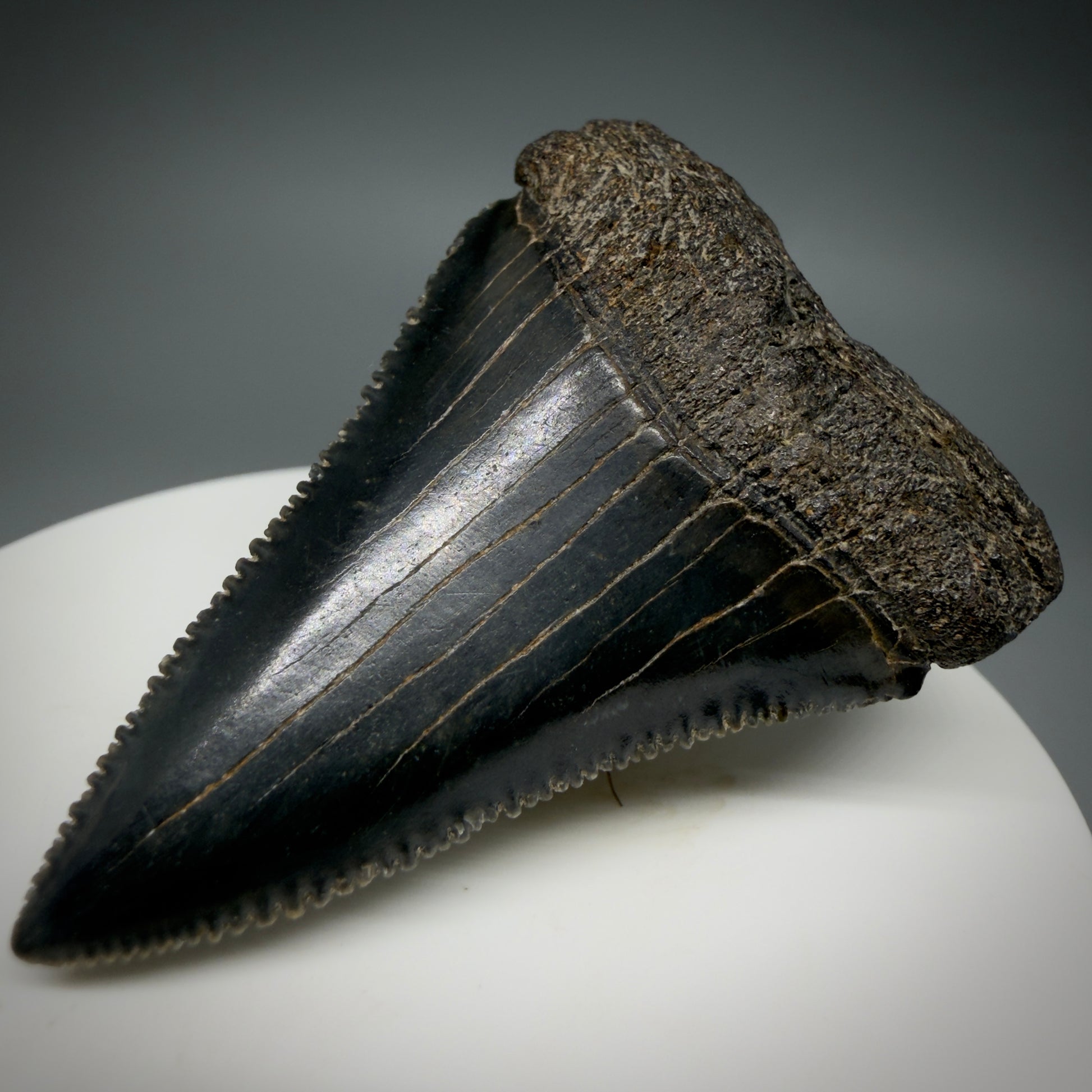 Front Right View Dark colors, serrated 2.08" Fossil Great White Shark Tooth - South Carolina CM1345