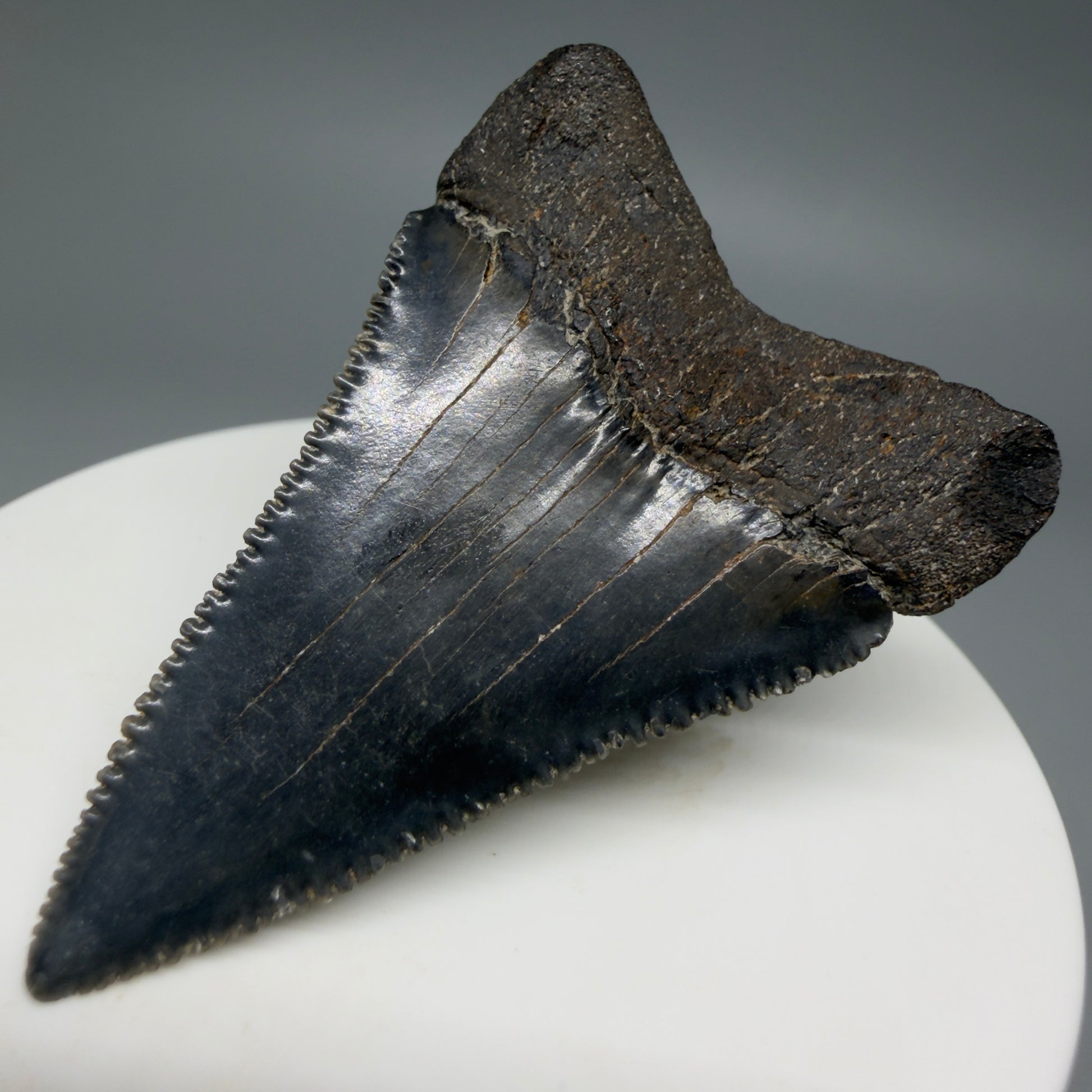 Back Right View Dark colors, serrated 2.08" Fossil Great White Shark Tooth - South Carolina CM1345