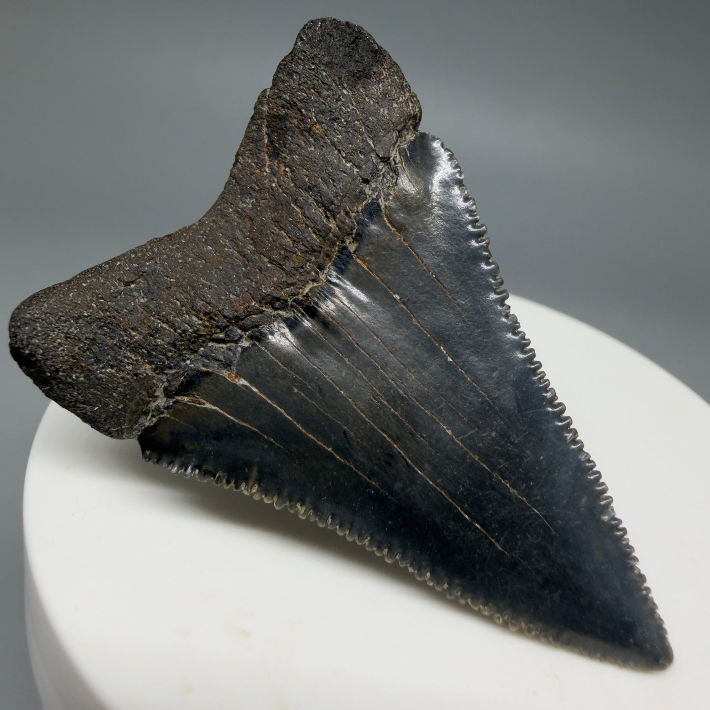 Back Left View Dark colors, serrated 2.08" Fossil Great White Shark Tooth - South Carolina CM1345