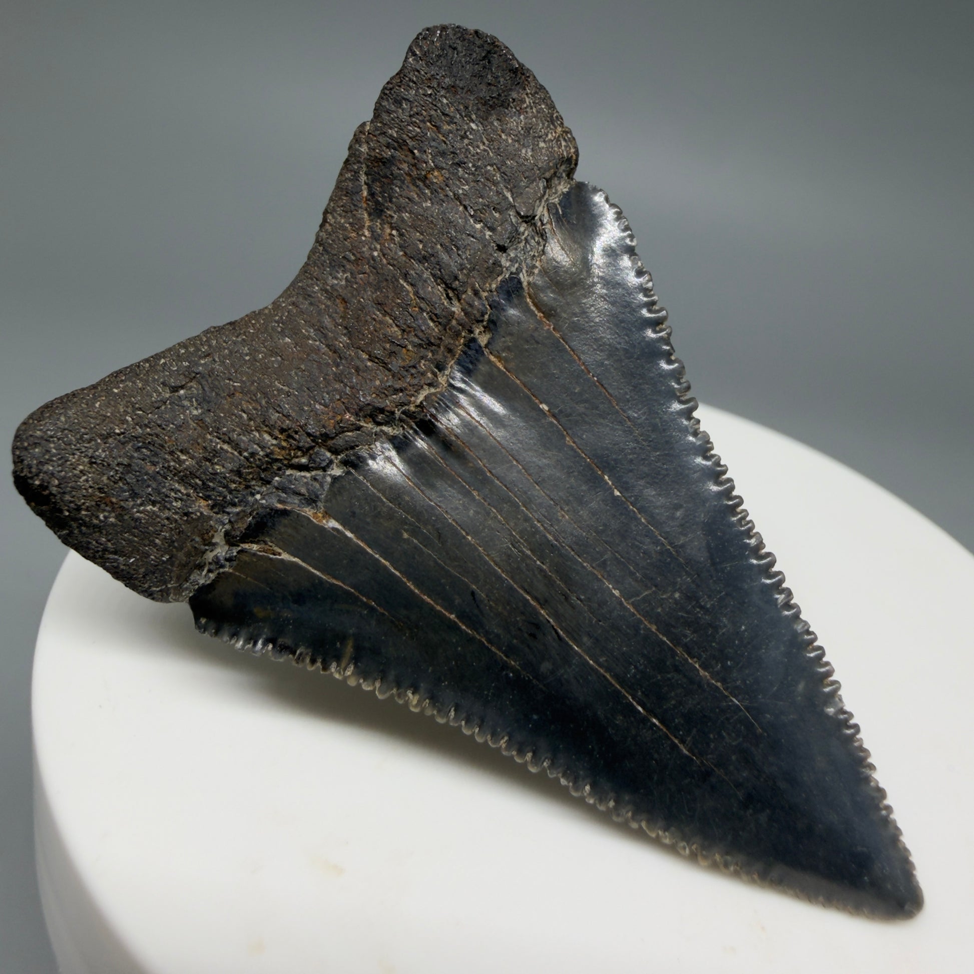 Back Left View Dark colors, serrated 2.08" Fossil Great White Shark Tooth - South Carolina CM1345