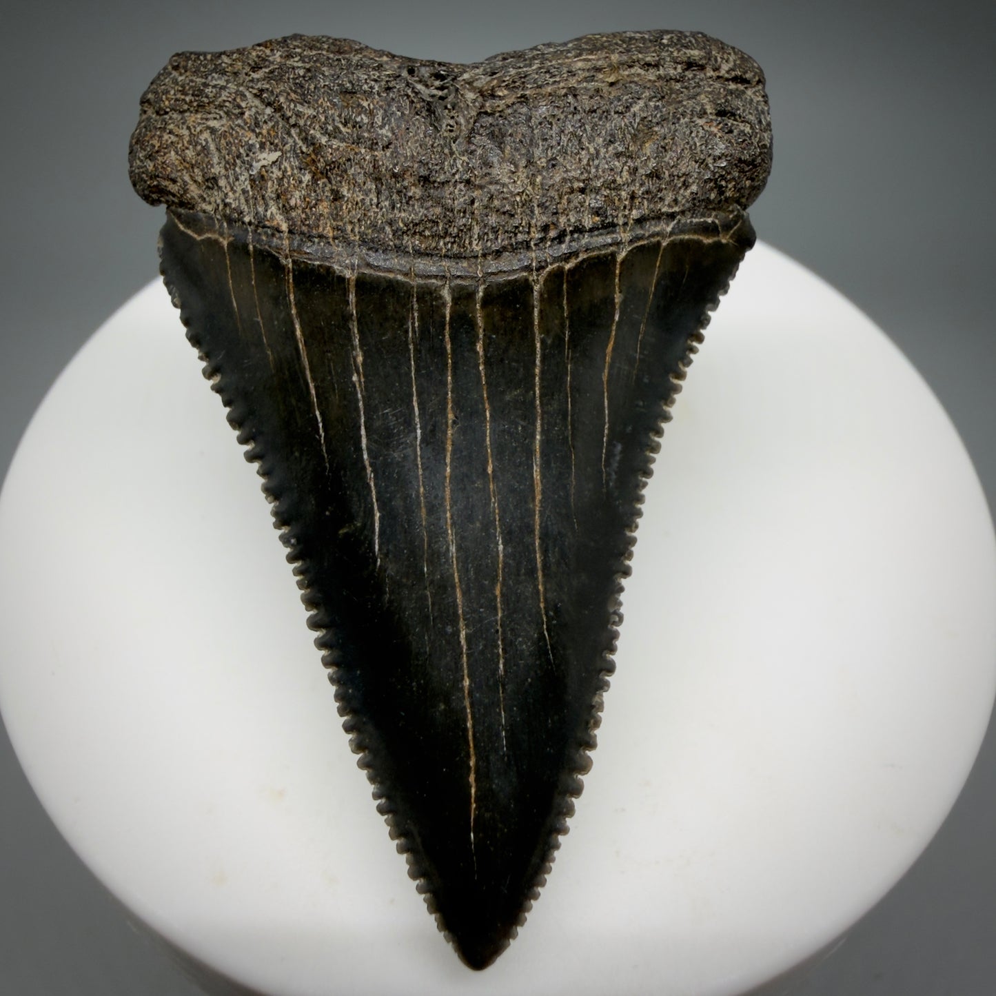 Front View Dark colors, serrated 2.08" Fossil Great White Shark Tooth - South Carolina CM1345 - 2