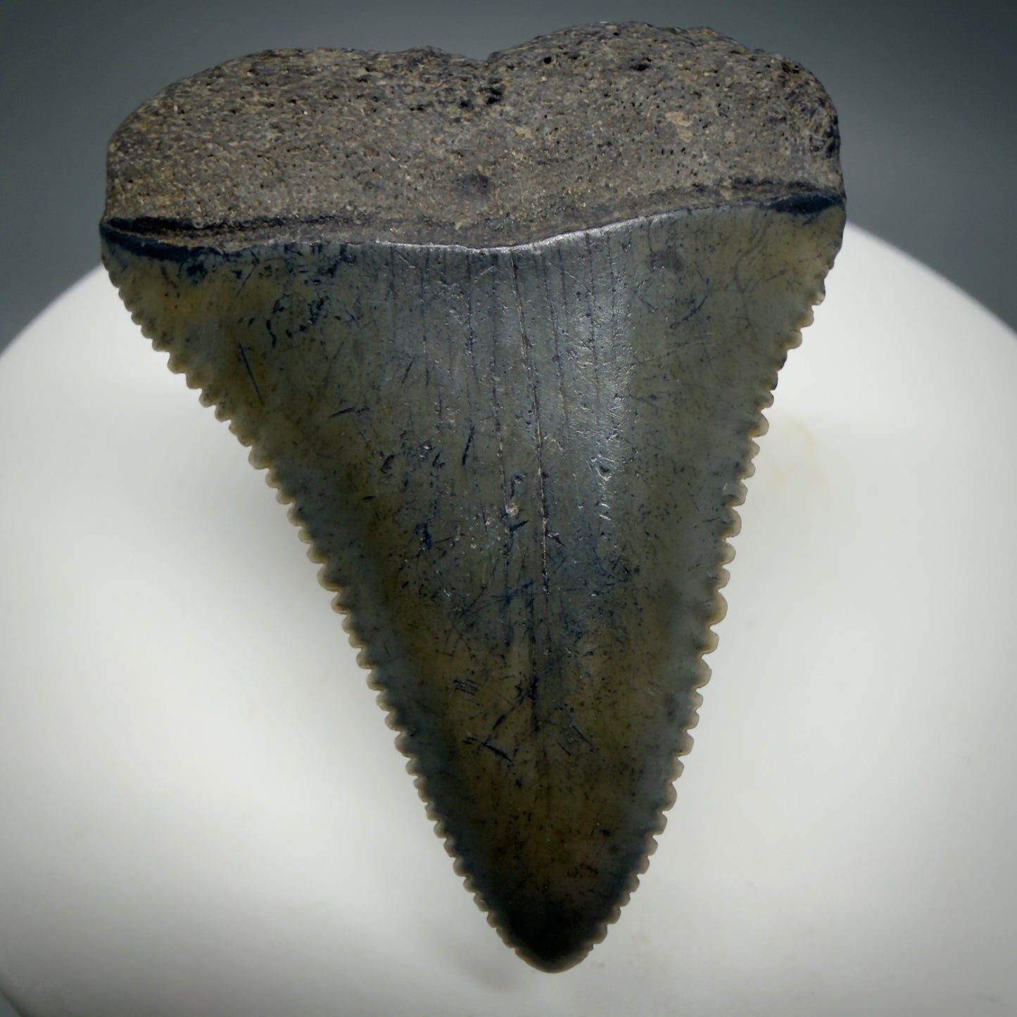Front View Colorful, sharply serrated 1.51" Fossil Great White Tooth for Sale - South Carolina GW1341 - 2