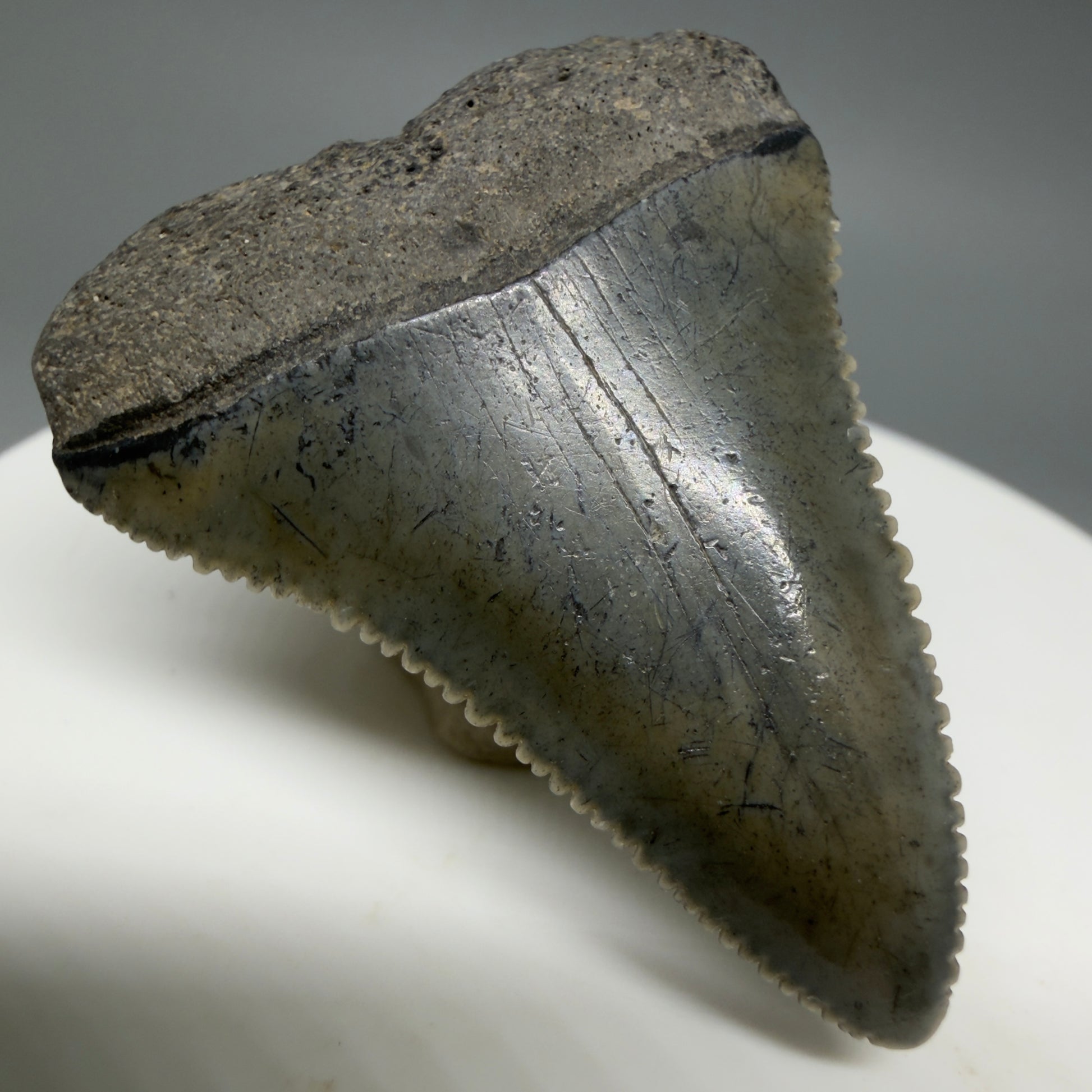 Front Left View Colorful, sharply serrated 1.51" Fossil Great White Tooth for Sale - South Carolina GW1341