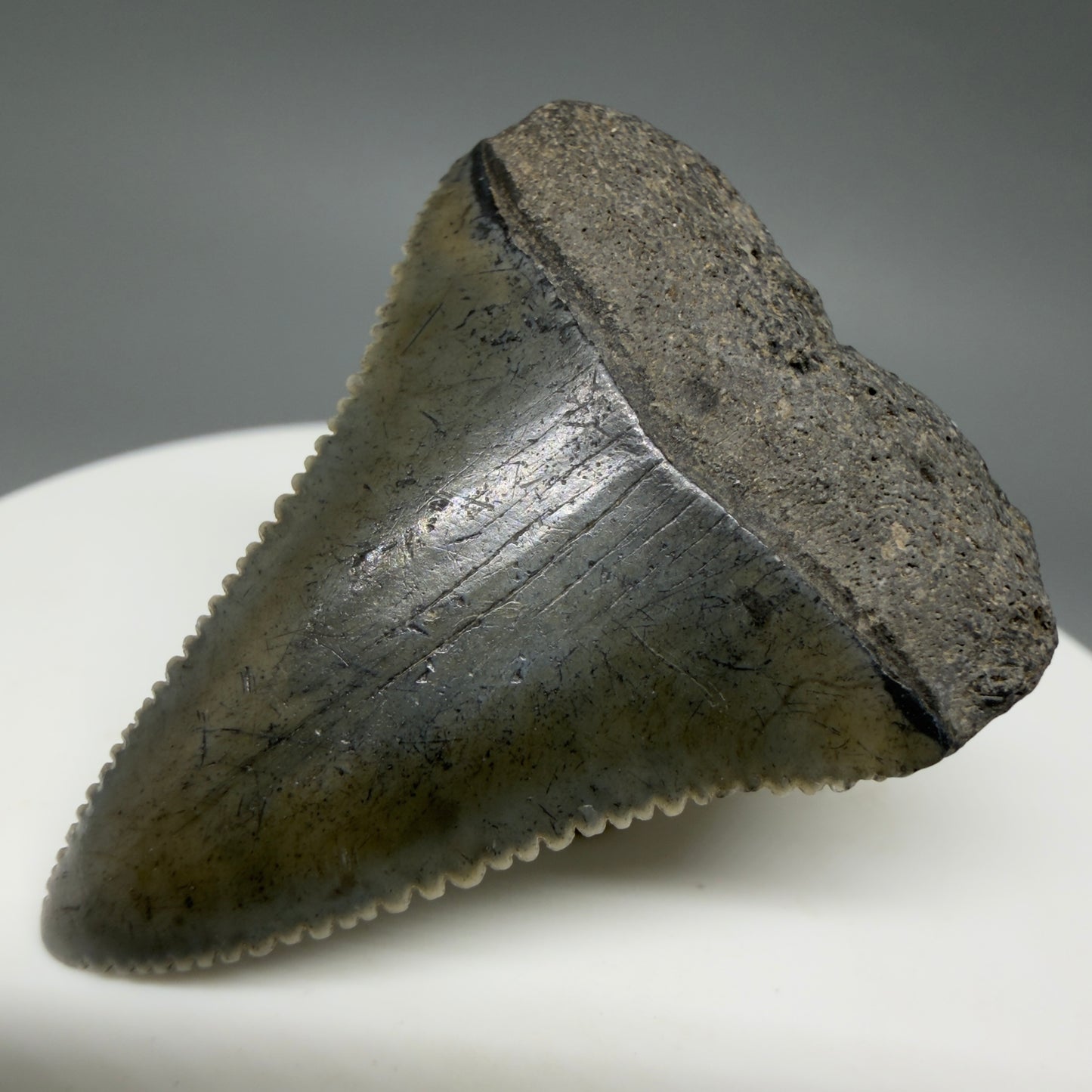 Front Right View Colorful, sharply serrated 1.51" Fossil Great White Tooth for Sale - South Carolina GW1341