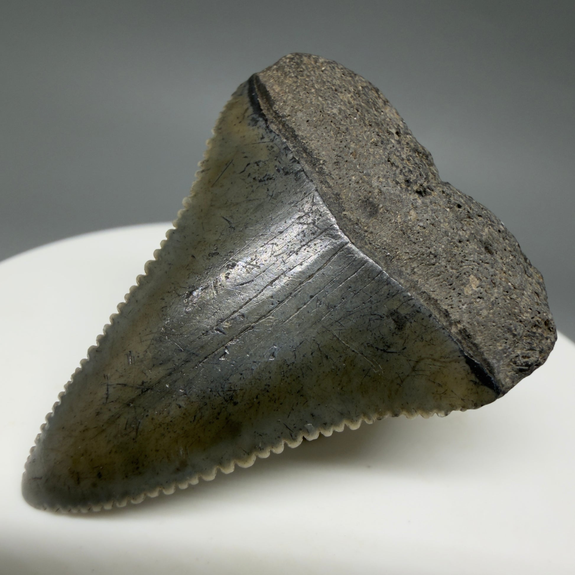 Front Right View Colorful, sharply serrated 1.51" Fossil Great White Tooth for Sale - South Carolina GW1341
