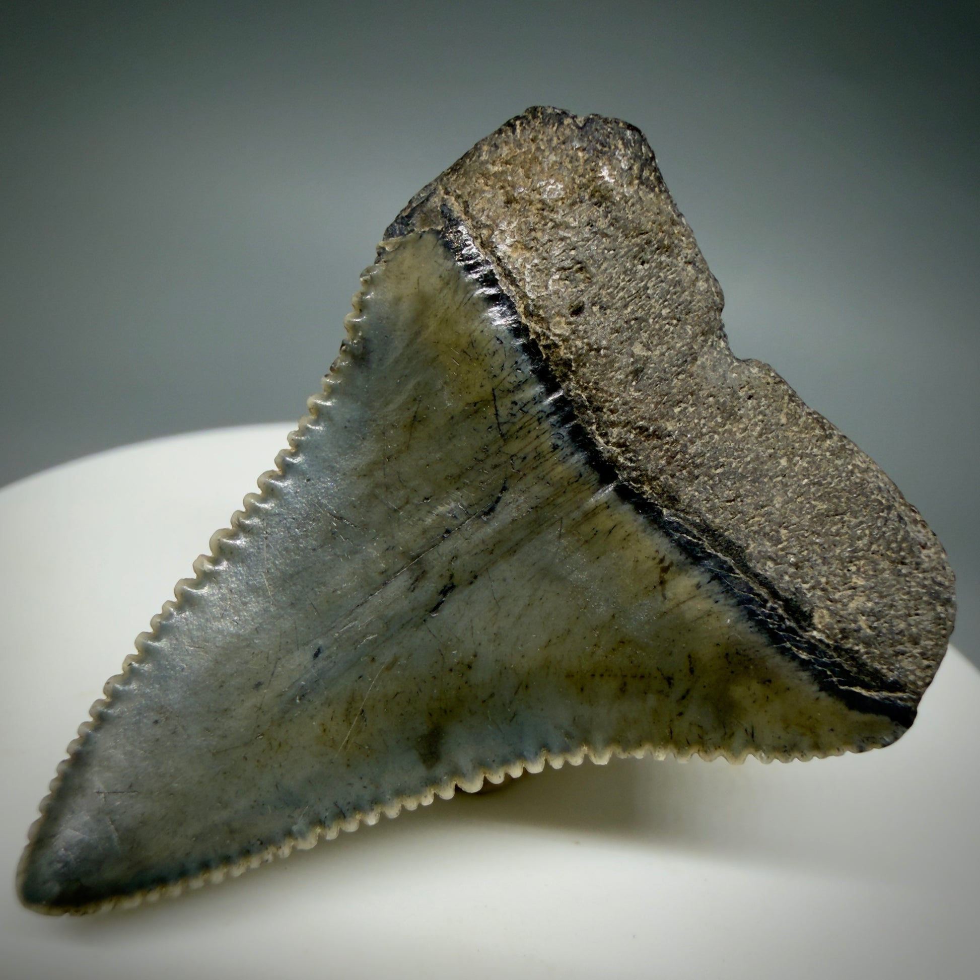 Back Right View Colorful, sharply serrated 1.51" Fossil Great White Tooth for Sale - South Carolina GW1341
