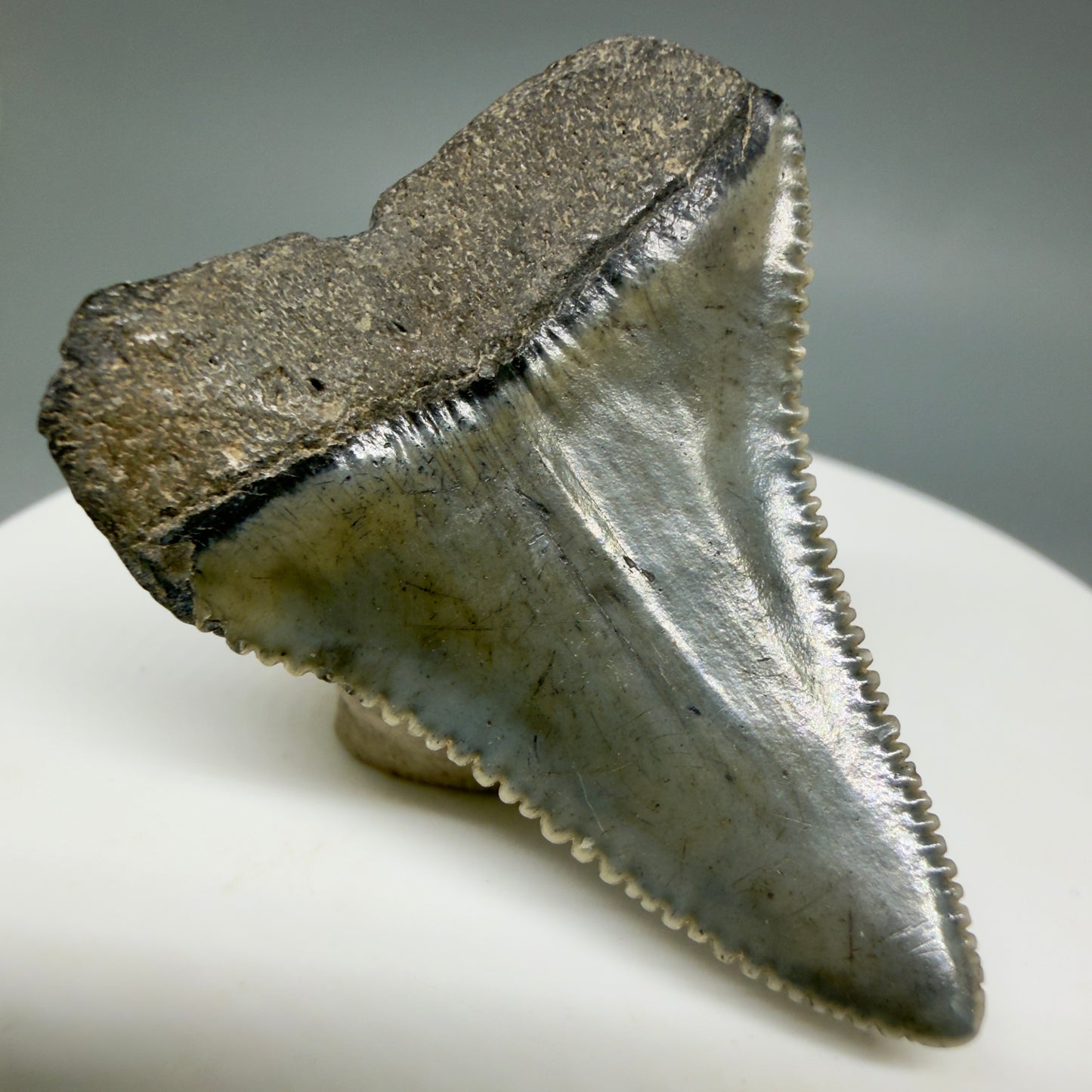 Back  Left View Colorful, sharply serrated 1.51" Fossil Great White Tooth for Sale - South Carolina GW1341