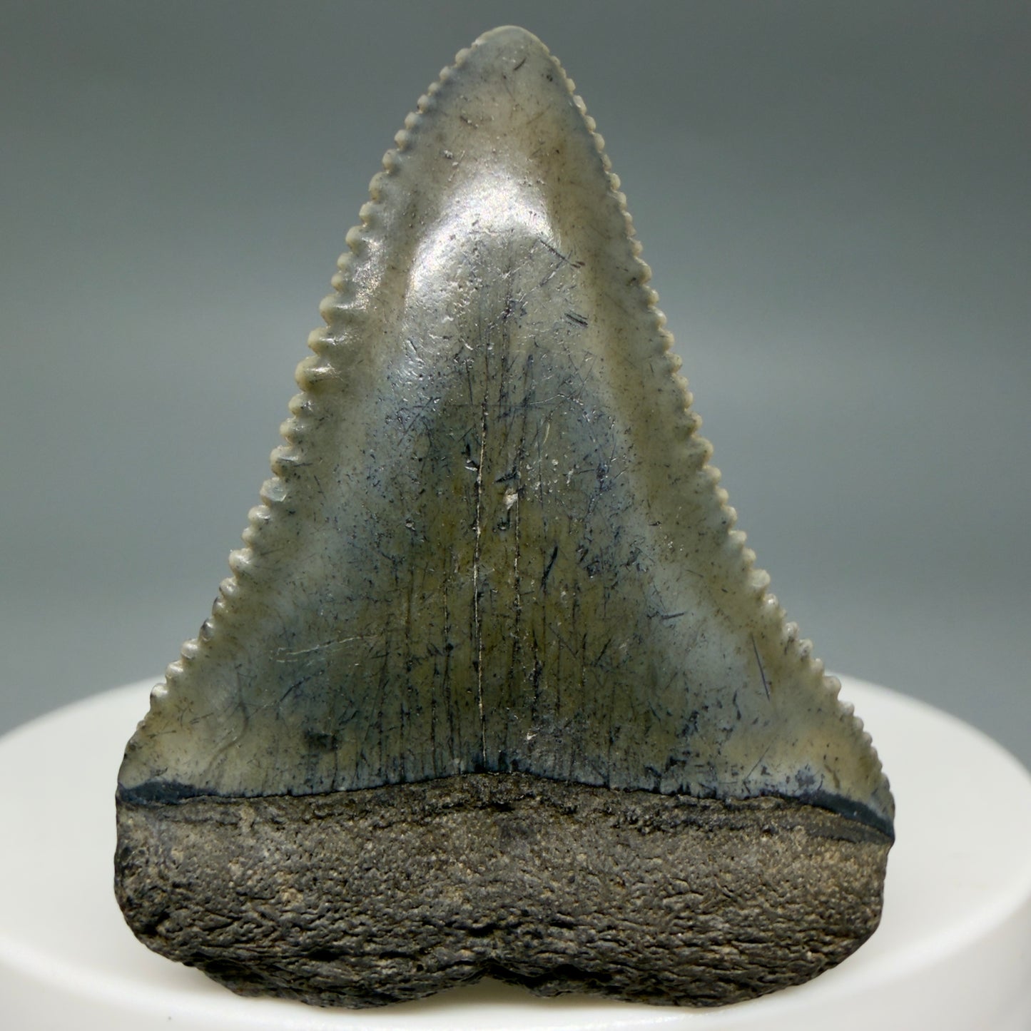 Front View Colorful, sharply serrated 1.51" Fossil Great White Tooth for Sale - South Carolina GW1341 - 3