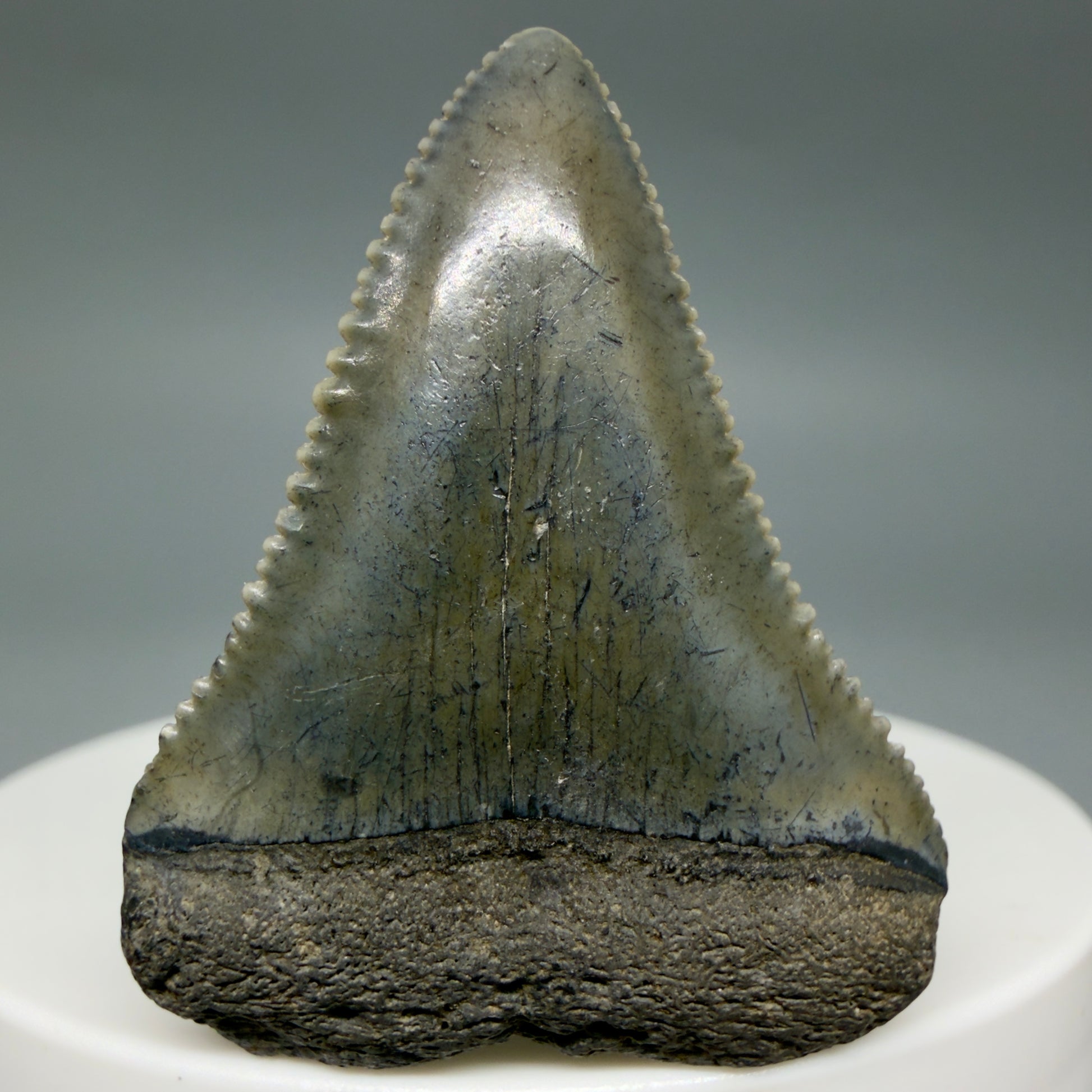 Front View Colorful, sharply serrated 1.51" Fossil Great White Tooth for Sale - South Carolina GW1341 - 3