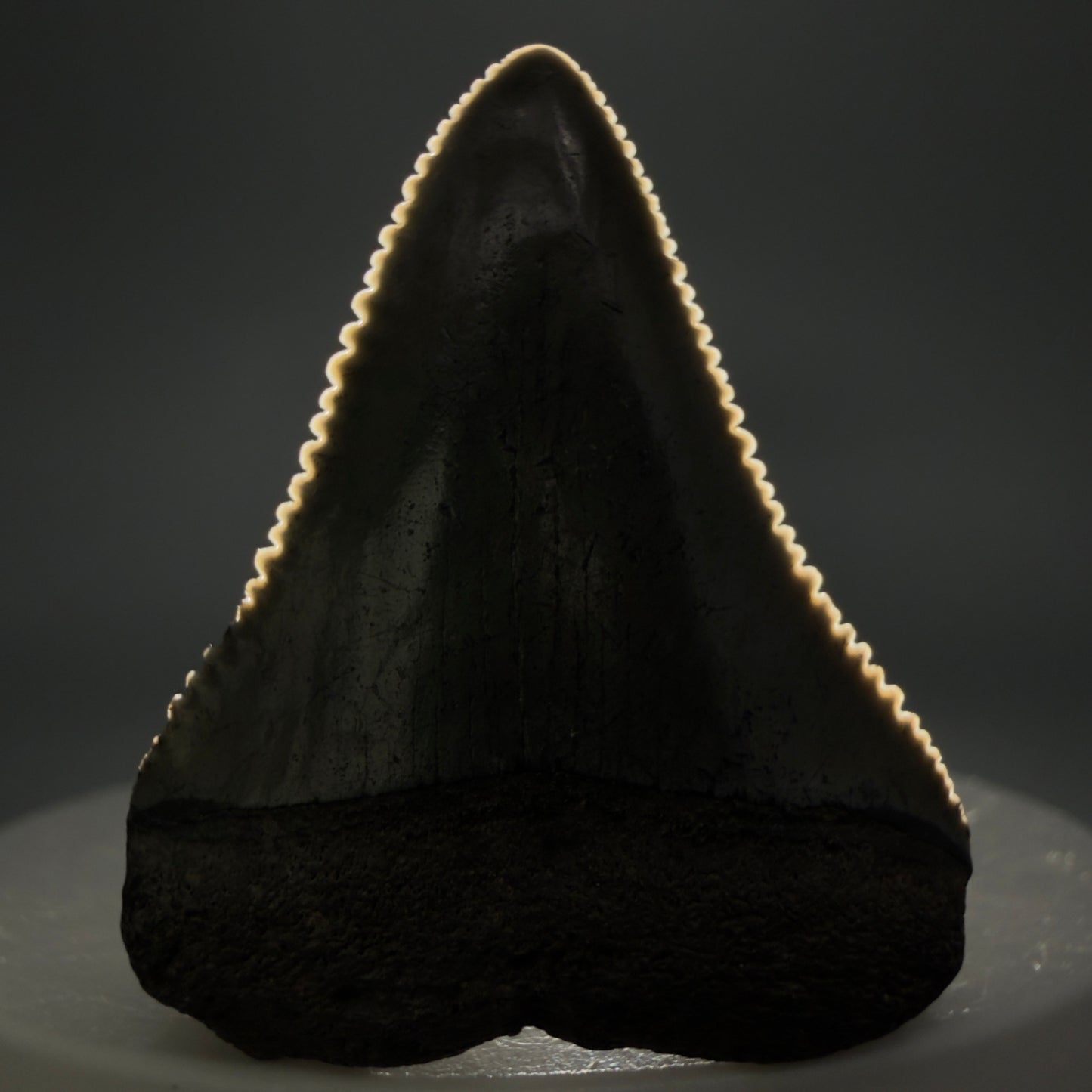 Front View Colorful, sharply serrated 1.51" Fossil Great White Tooth for Sale - South Carolina GW1341 - 1