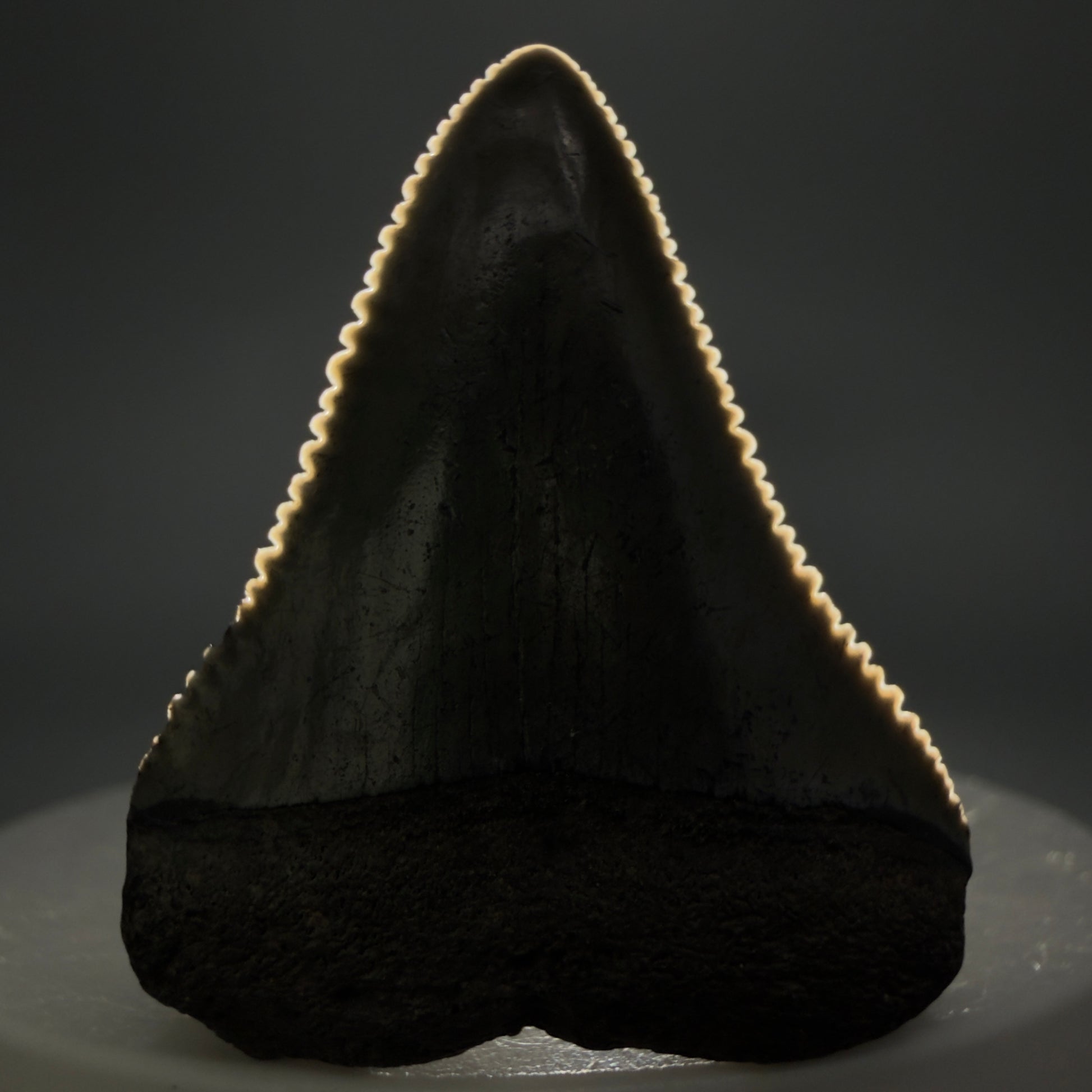 Front View Colorful, sharply serrated 1.51" Fossil Great White Tooth for Sale - South Carolina GW1341 - 1