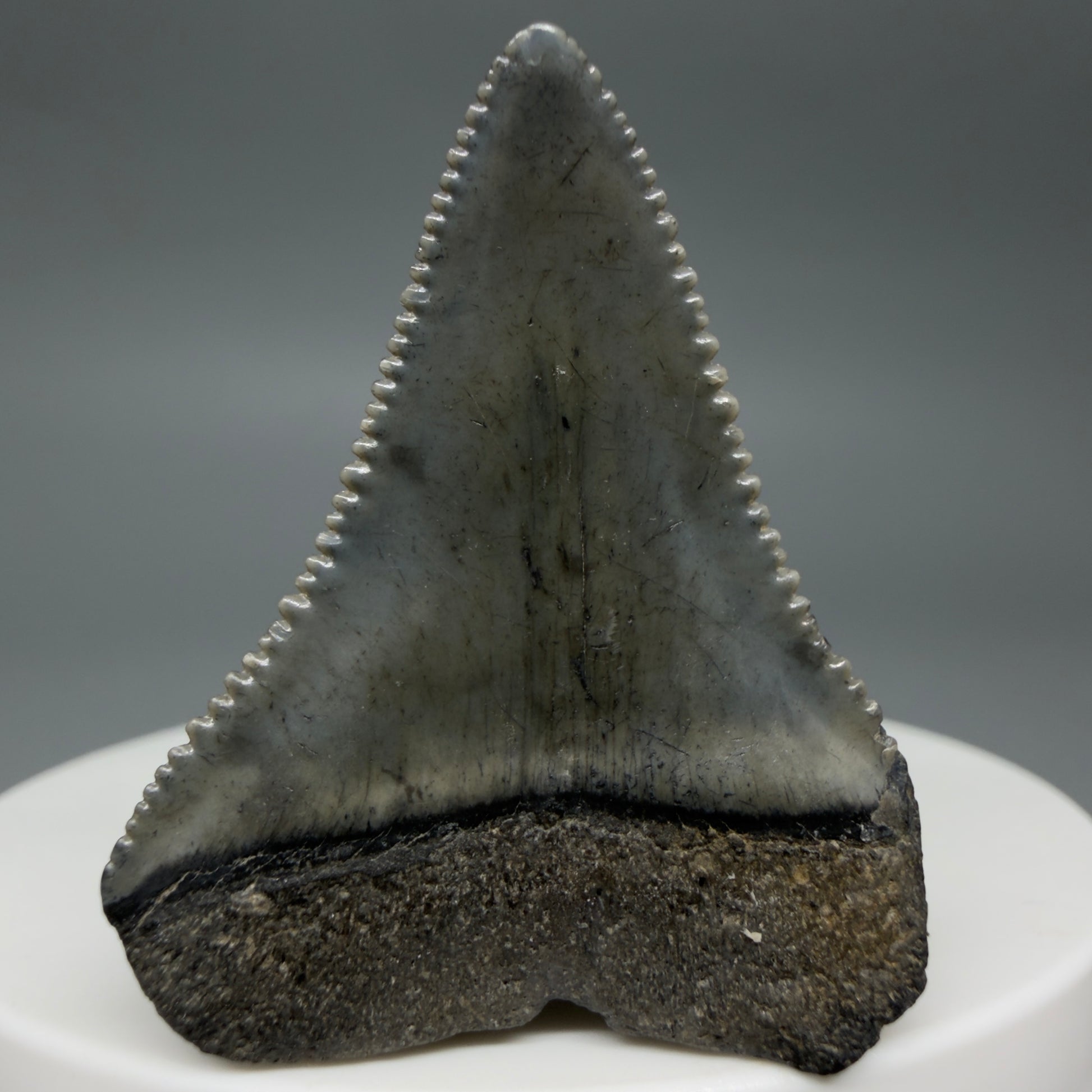 Back View Colorful, sharply serrated 1.51" Fossil Great White Tooth for Sale - South Carolina GW1341