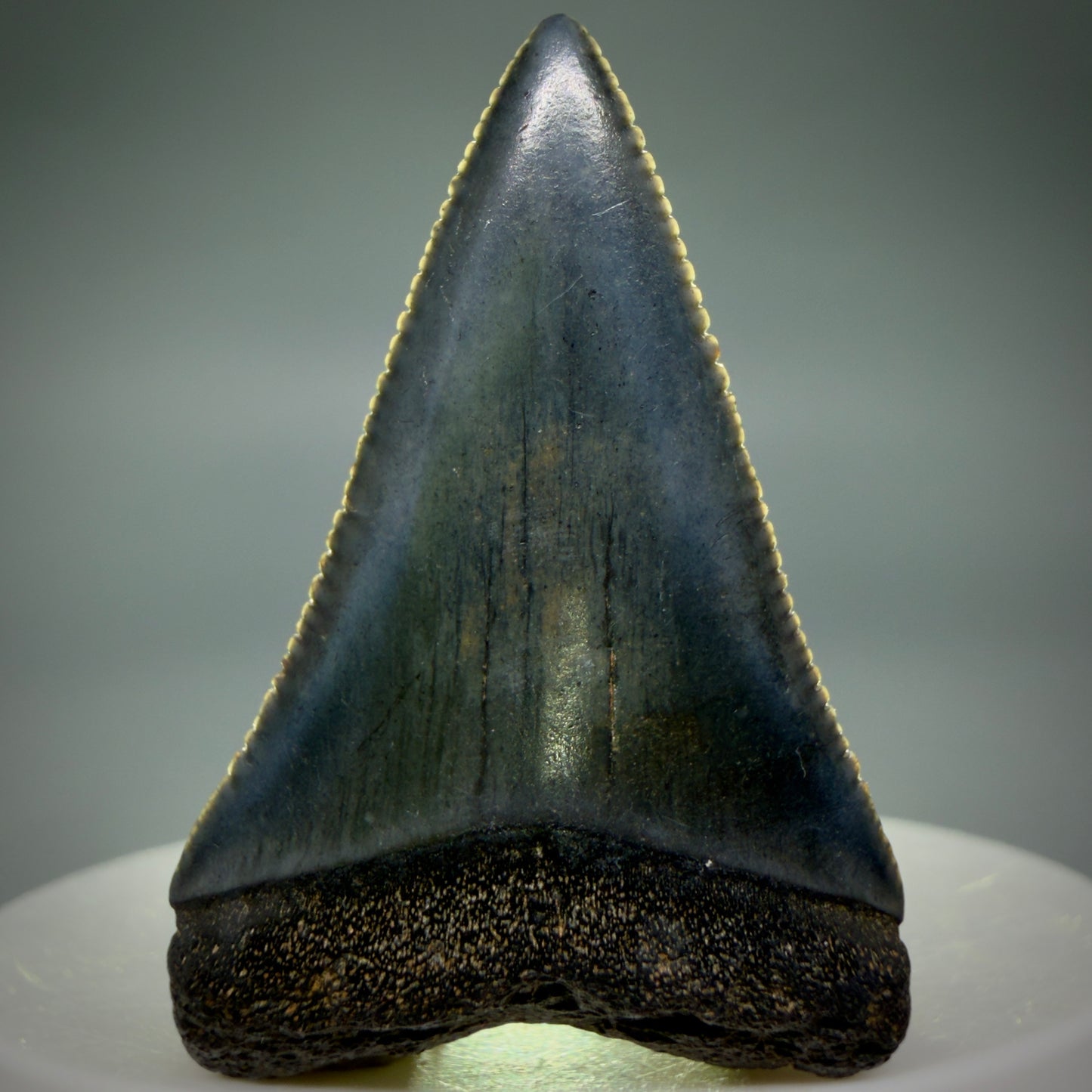 Front View Very colorful, sharply serrated 1.70" Fossil Great White Tooth for Sale G1343 - 2