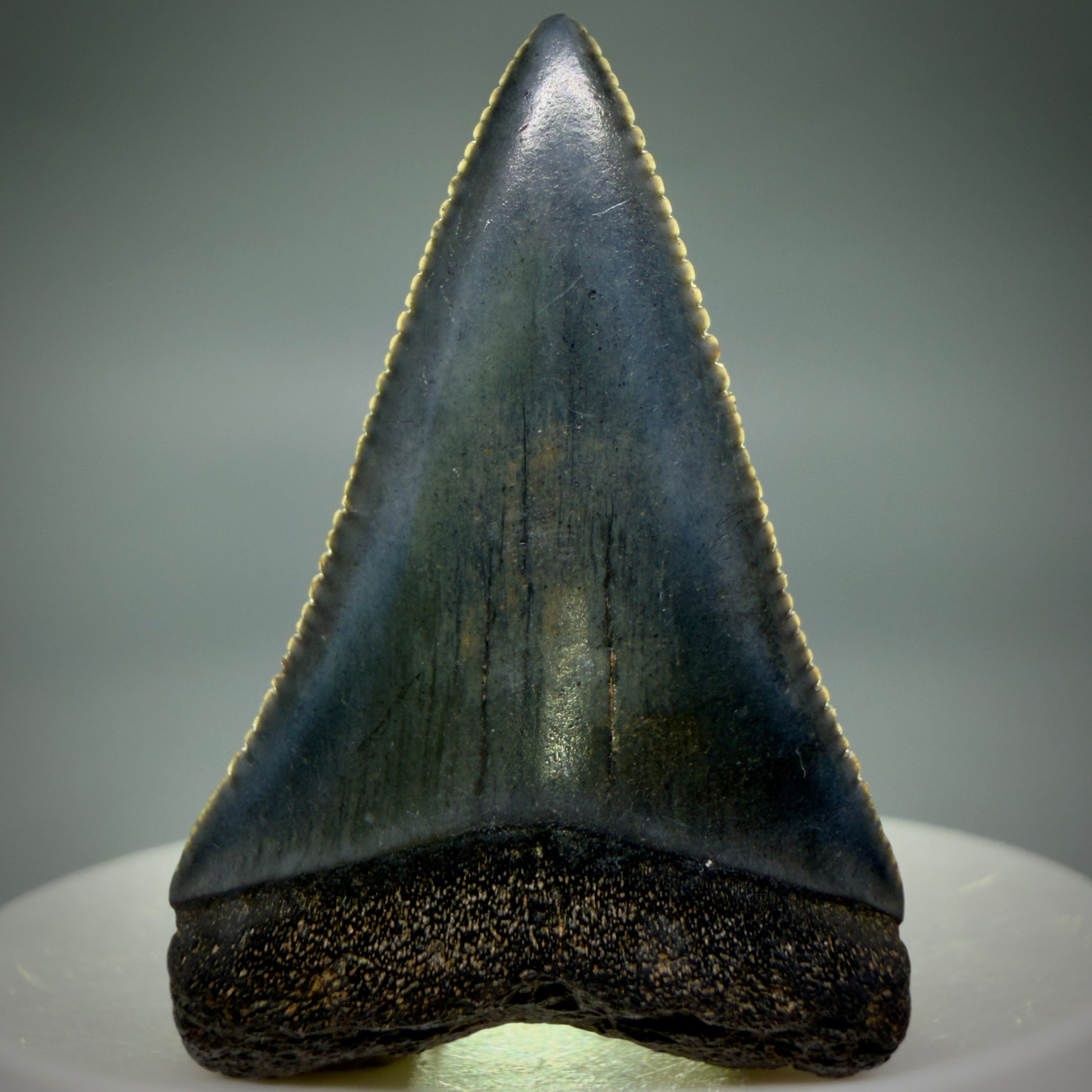 Front View Very colorful, sharply serrated 1.70" Fossil Great White Tooth for Sale G1343 - 2