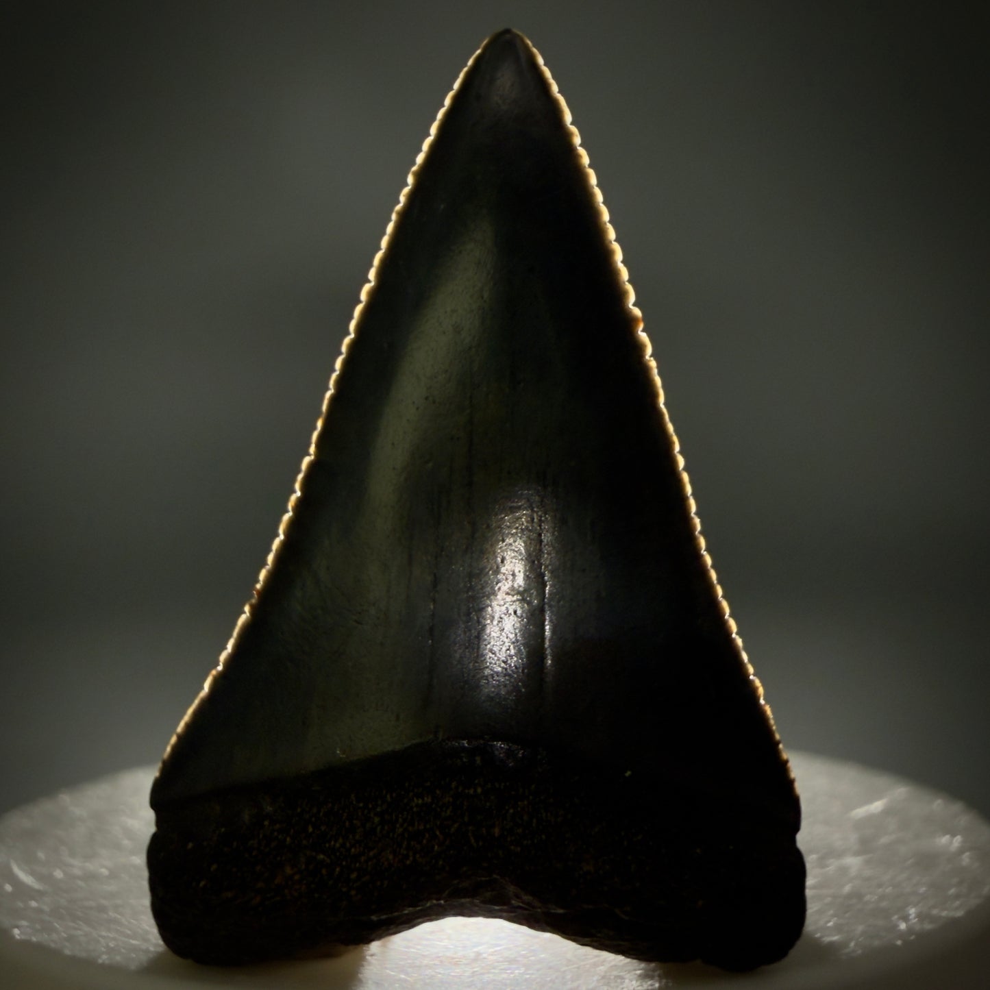 Front View Very colorful, sharply serrated 1.70" Fossil Great White Tooth for Sale G1343 - 1