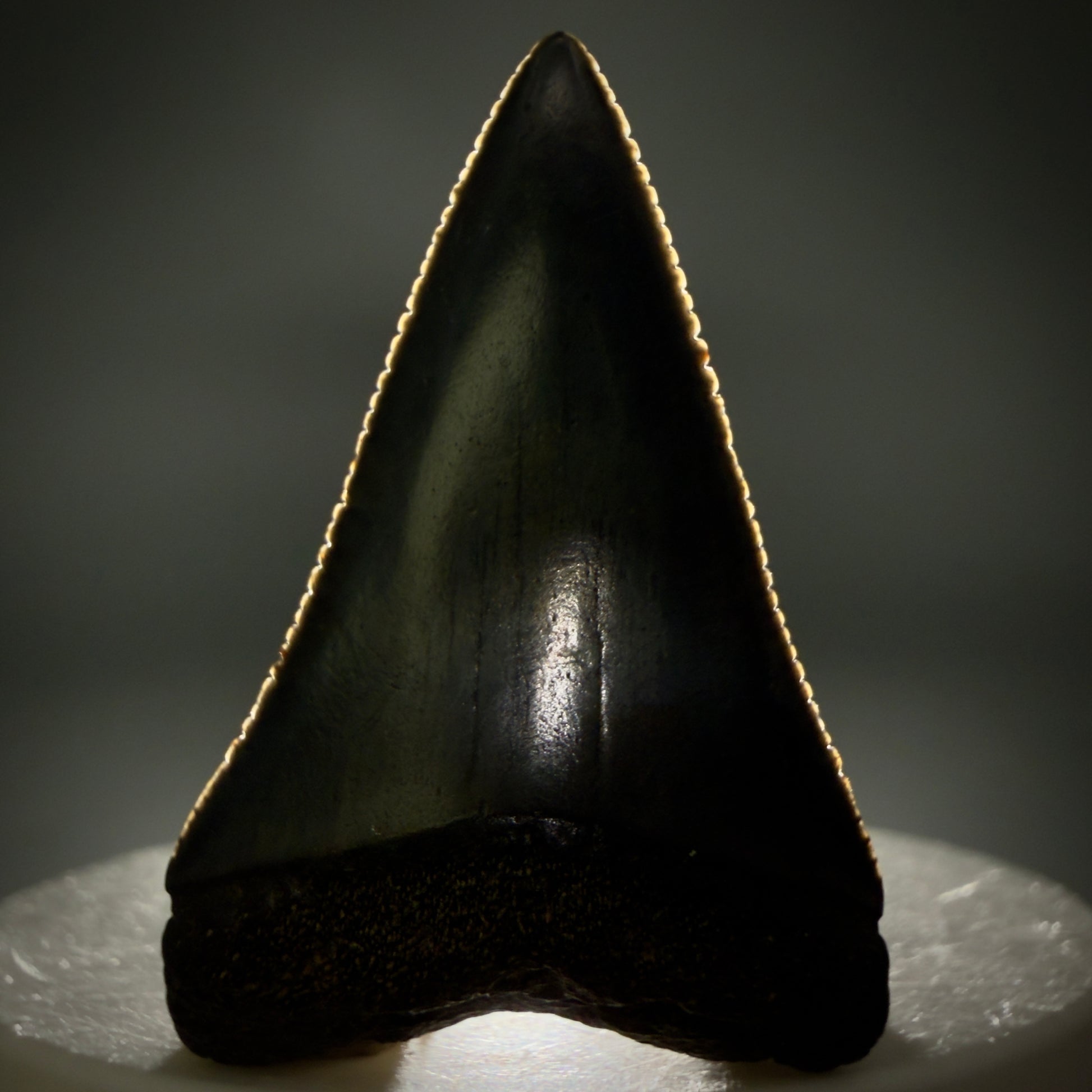 Front View Very colorful, sharply serrated 1.70" Fossil Great White Tooth for Sale G1343 - 1