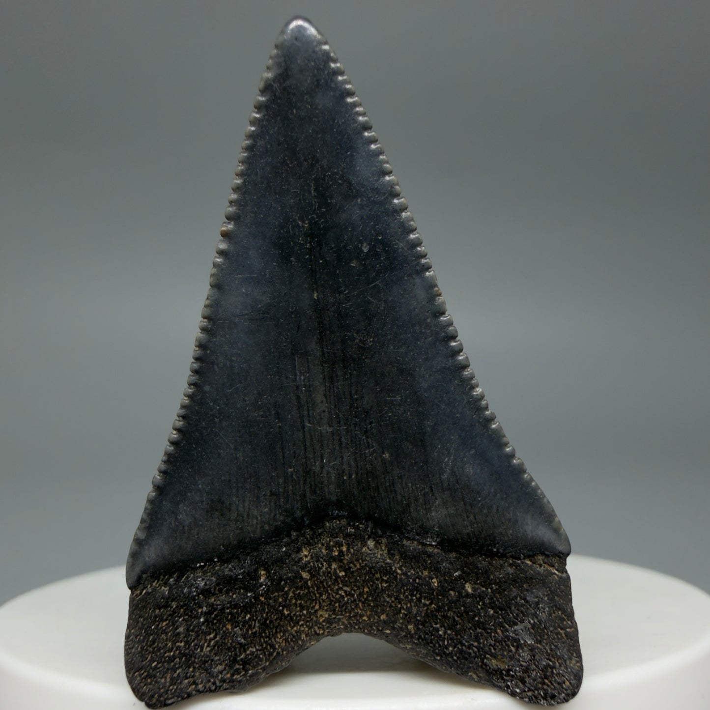 Back View Very colorful, sharply serrated 1.70" Fossil Great White Tooth for Sale G1343