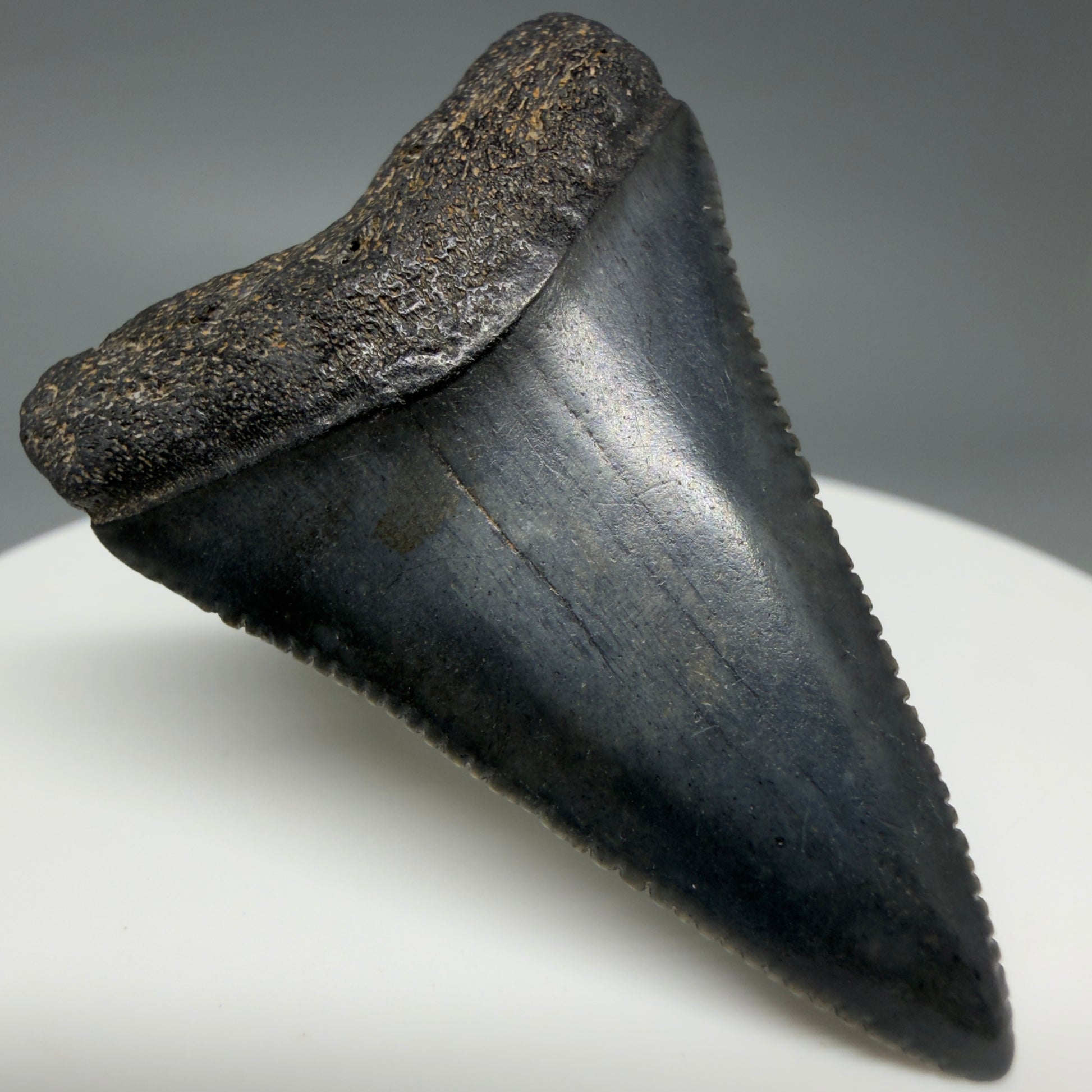 Front Left View Very colorful, sharply serrated 1.70" Fossil Great White Tooth for Sale G1343