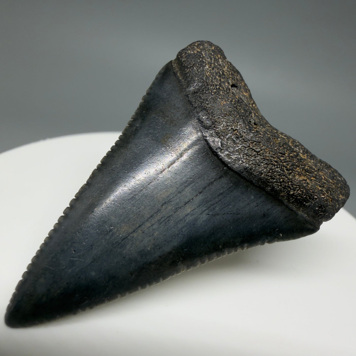 Front Right View Very colorful, sharply serrated 1.70" Fossil Great White Tooth for Sale G1343