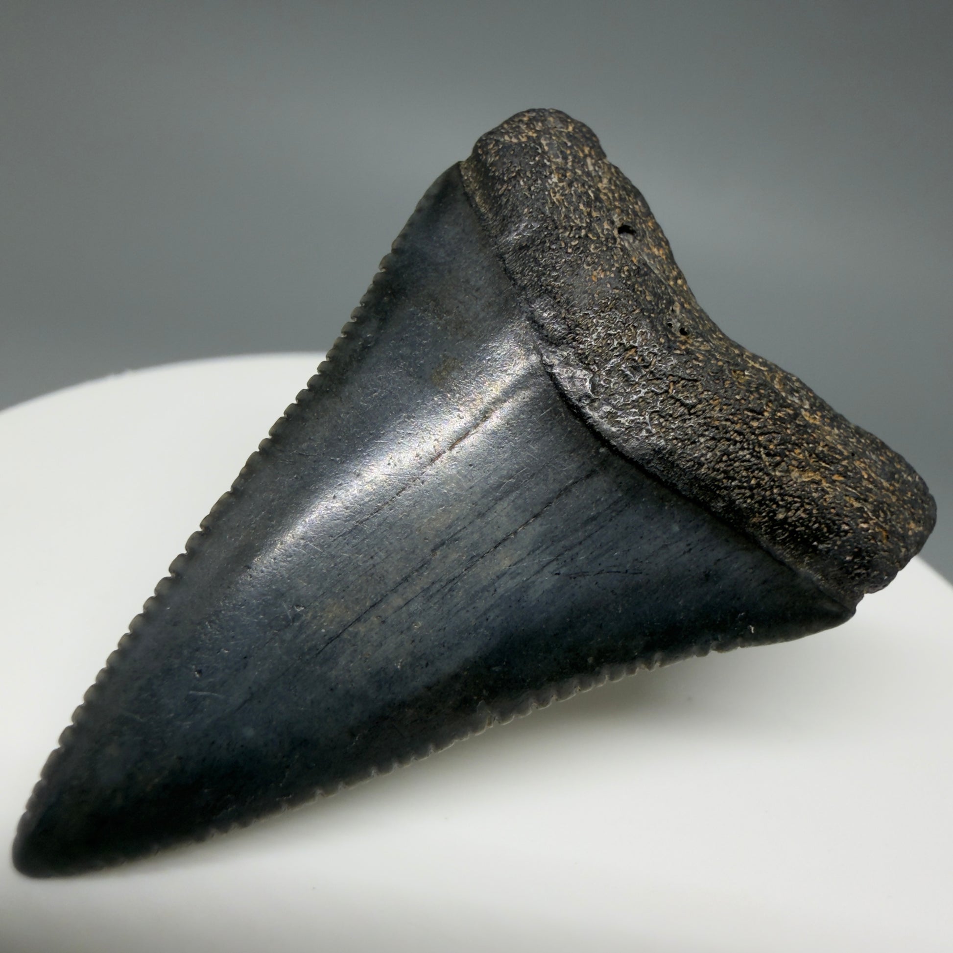 Front Right View Very colorful, sharply serrated 1.70" Fossil Great White Tooth for Sale G1343