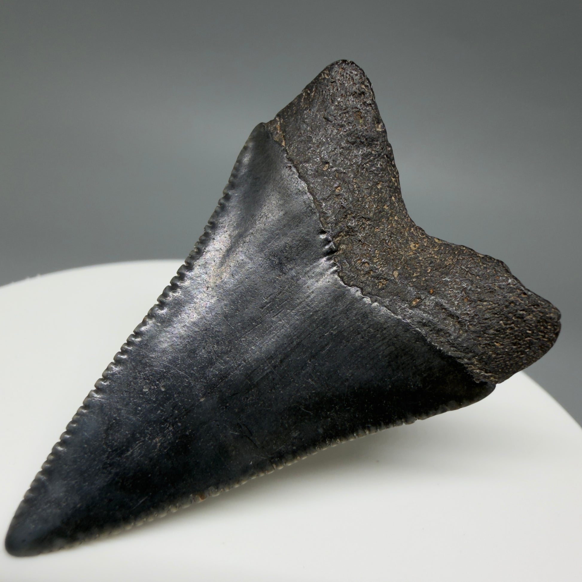 Back Right View Very colorful, sharply serrated 1.70" Fossil Great White Tooth for Sale G1343