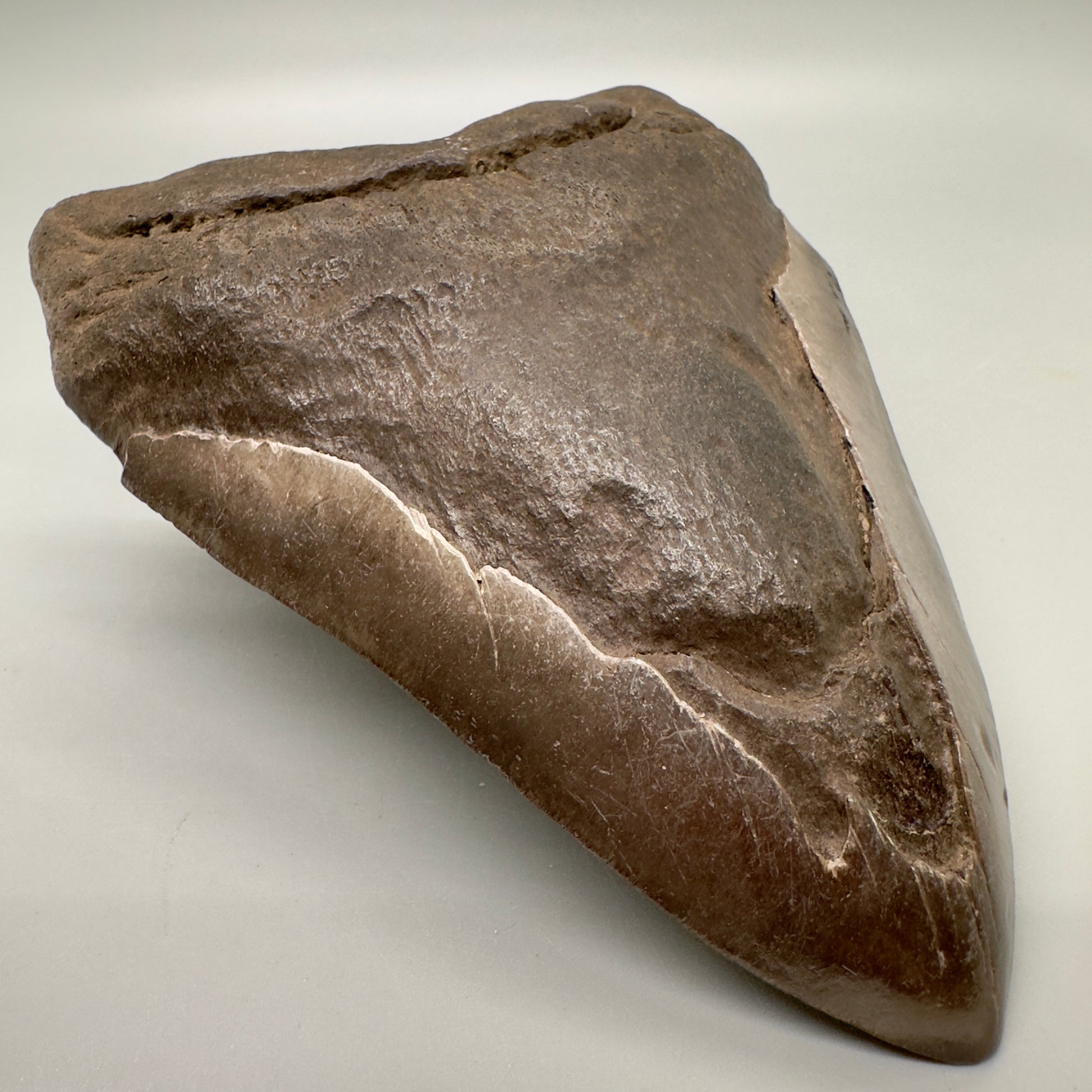Brown, Extra Large 6.05" Fossil Megalodon Tooth: Scuba Diving, USA CM4813 - Front Left