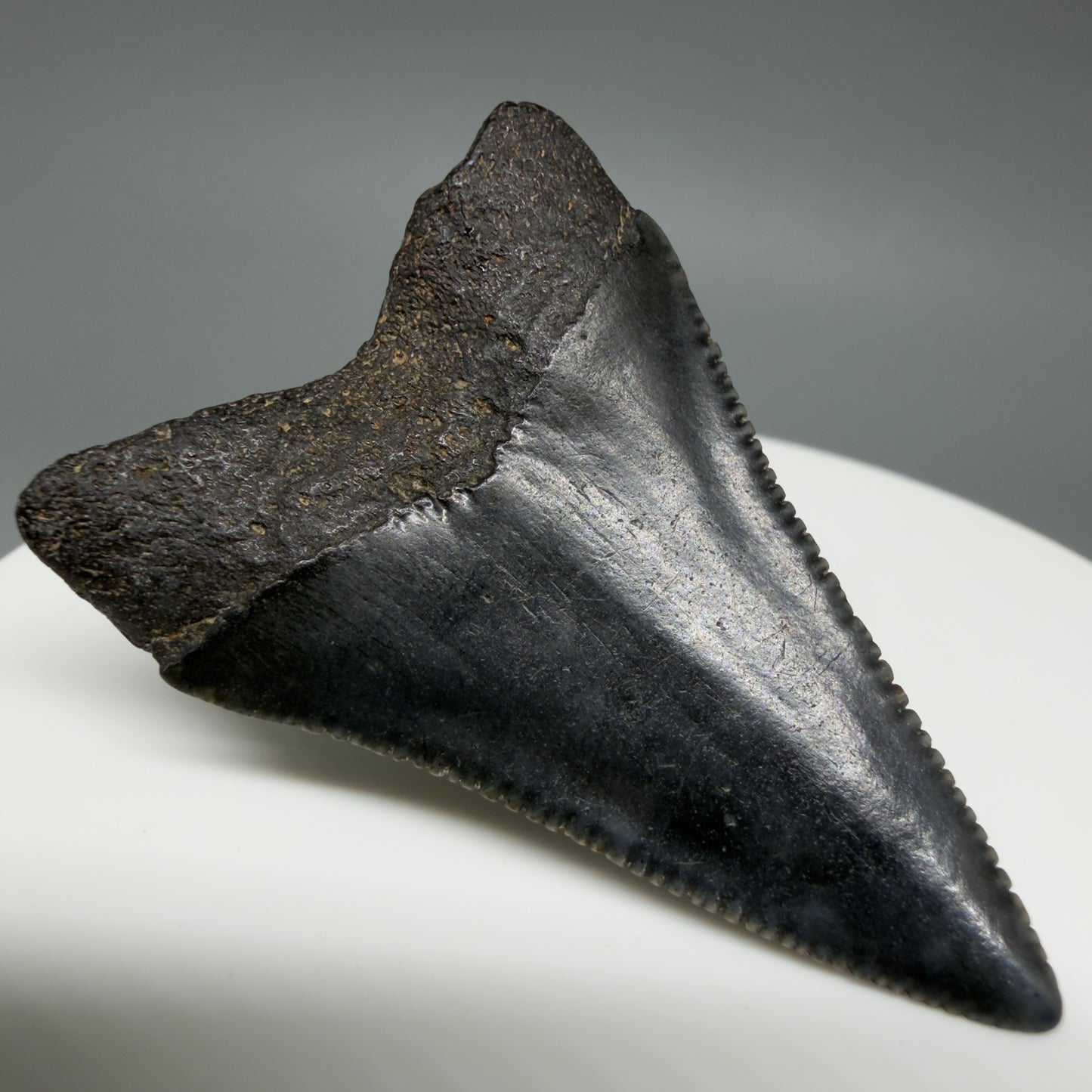 Back Left View Very colorful, sharply serrated 1.70" Fossil Great White Tooth for Sale G1343