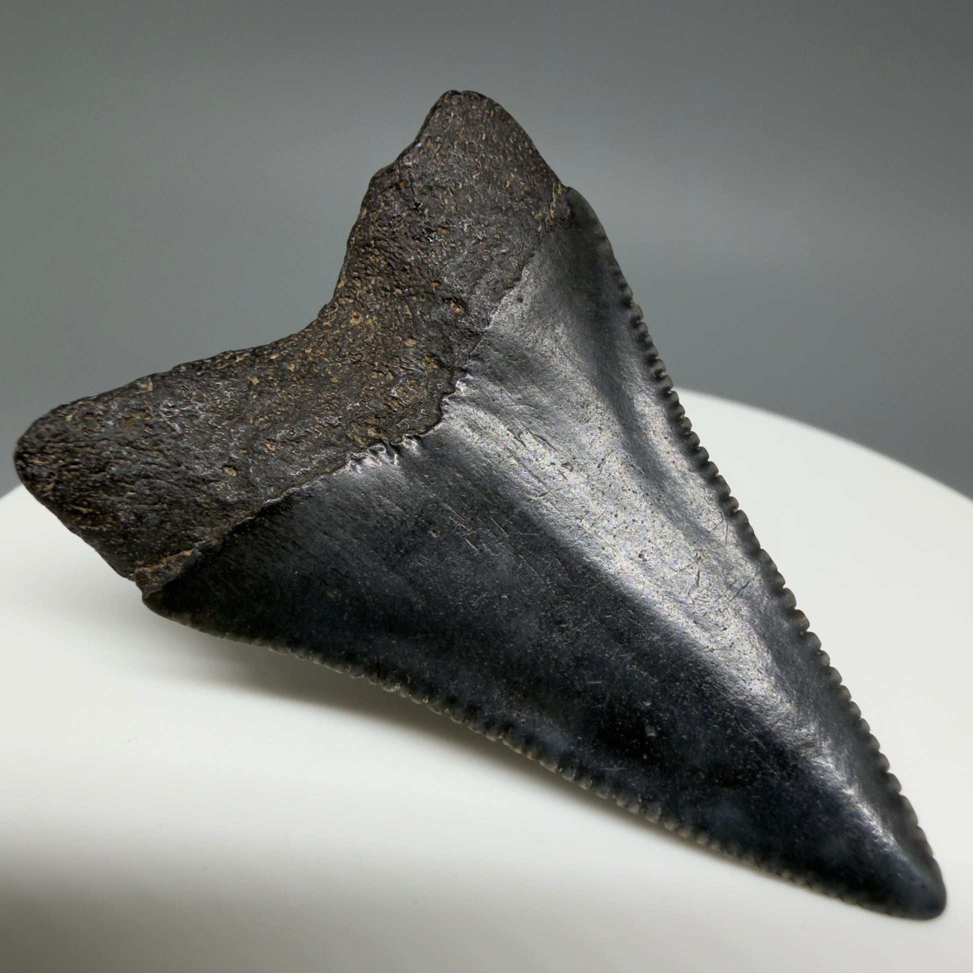 Back Left View Very colorful, sharply serrated 1.70" Fossil Great White Tooth for Sale G1343