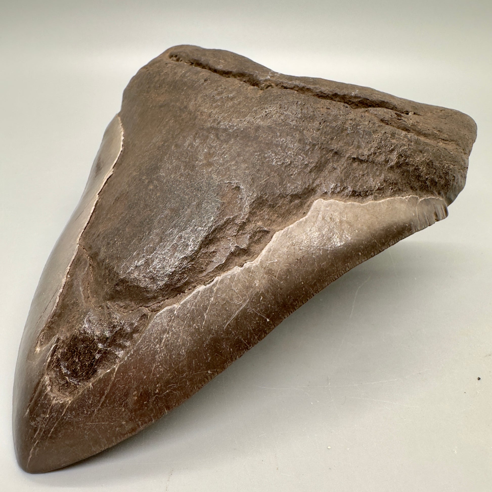 Brown, Extra Large 6.05" Fossil Megalodon Tooth: Scuba Diving, USA CM4813 - Front Right