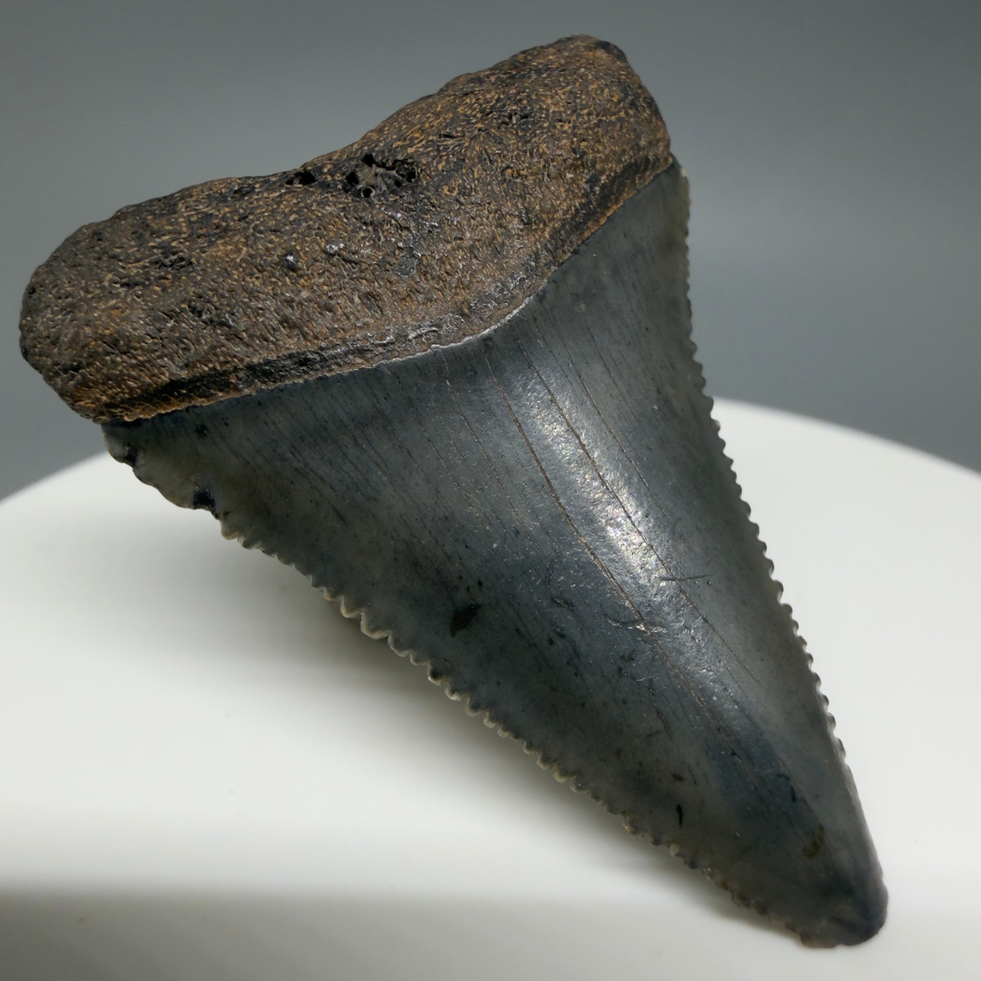 Front Left View Gorgeous dark colors, serrated 1.55" Fossil Great White Shark Tooth - South Carolina GW1342