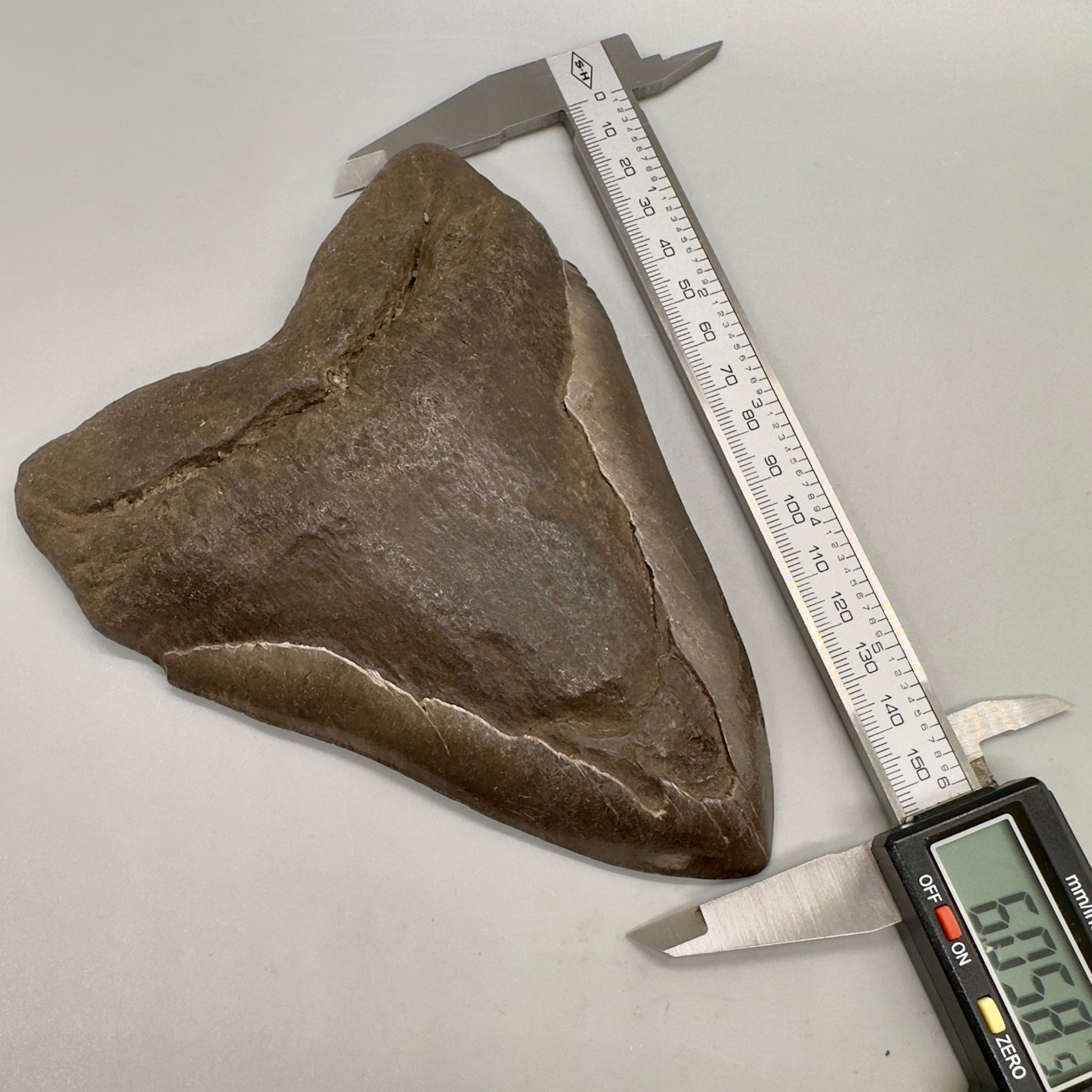 Brown, Extra Large 6.05" Fossil Megalodon Tooth: Scuba Diving, USA CM4813 - Front with calipers