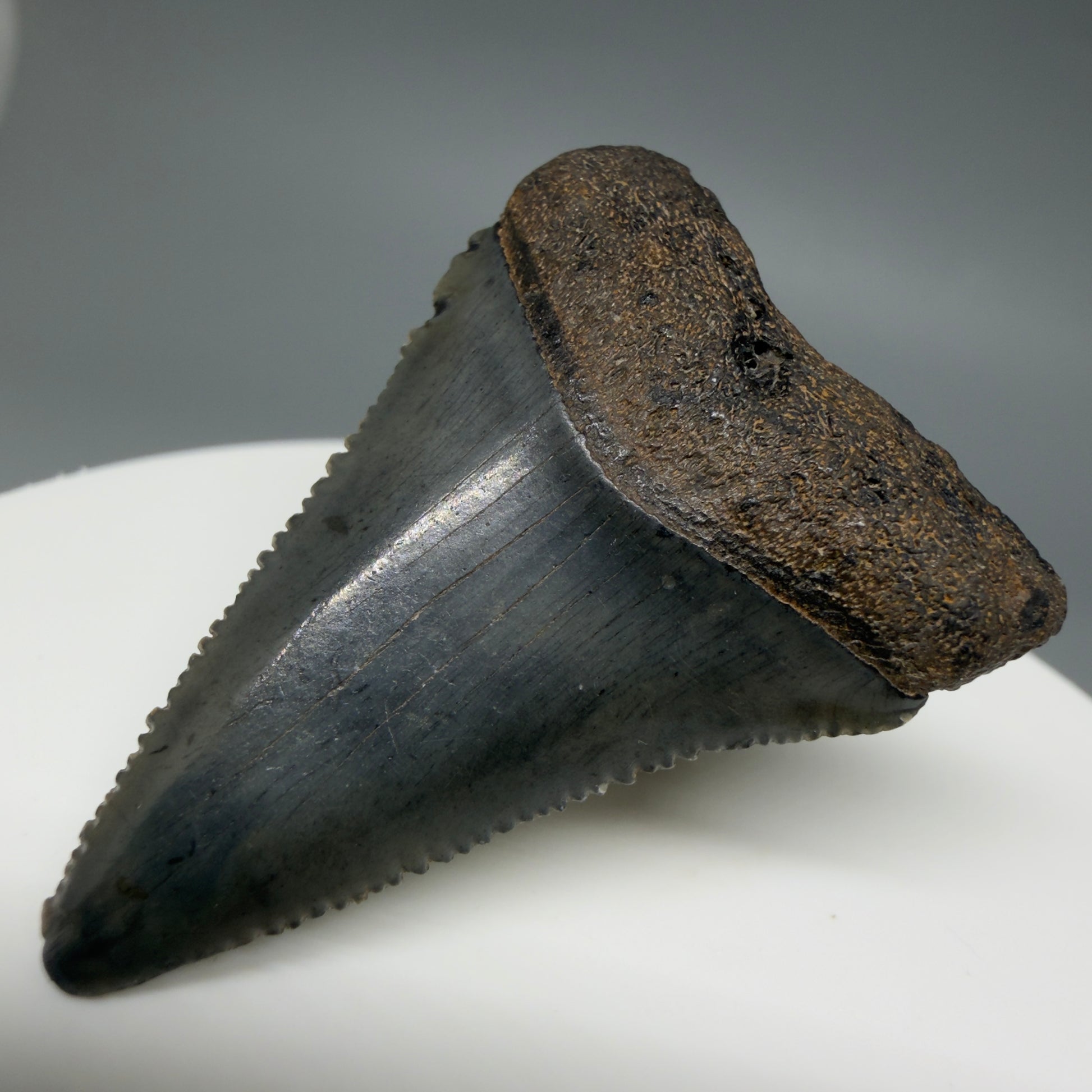 Front Right View Gorgeous dark colors, serrated 1.55" Fossil Great White Shark Tooth - South Carolina GW1342