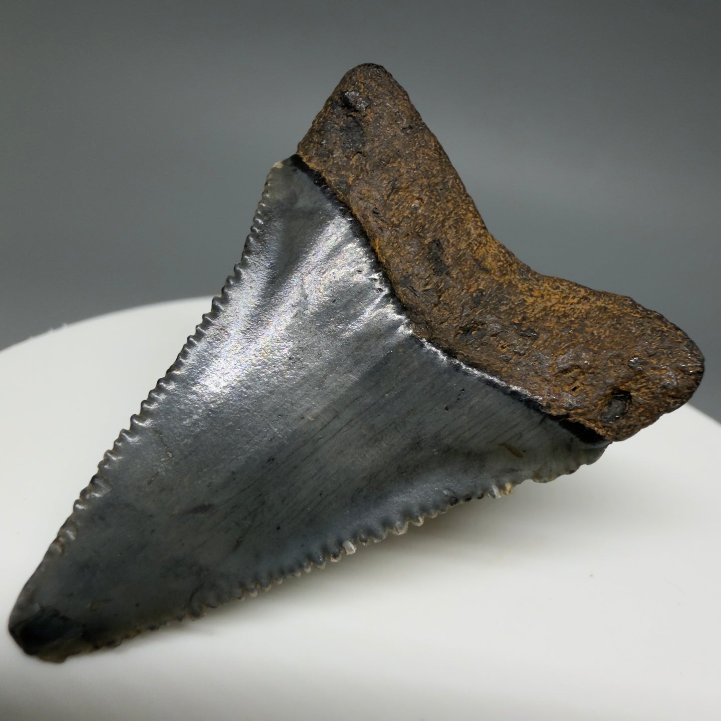 Back Right View Gorgeous dark colors, serrated 1.55" Fossil Great White Shark Tooth - South Carolina GW1342