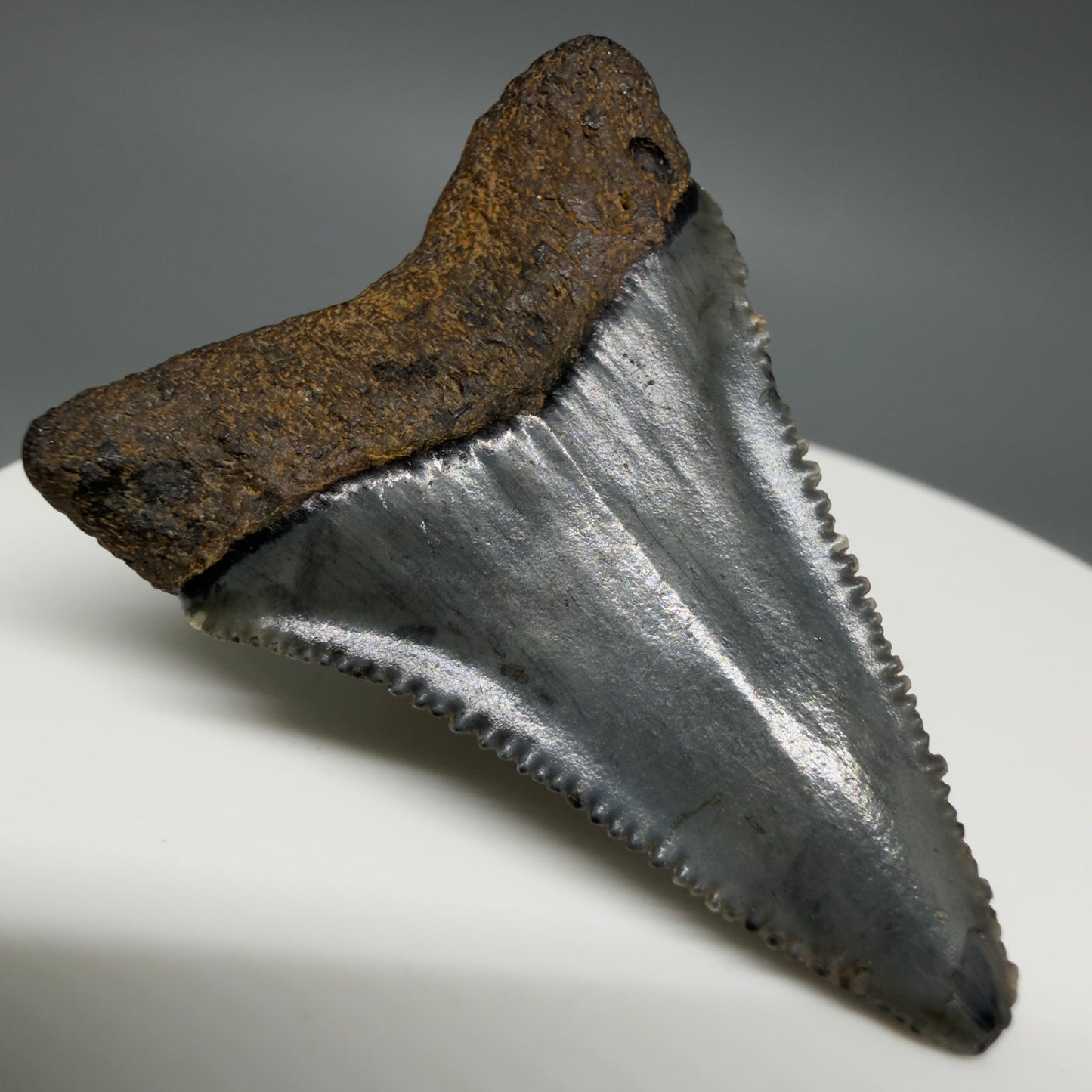 Back Left View Gorgeous dark colors, serrated 1.55" Fossil Great White Shark Tooth - South Carolina GW1342