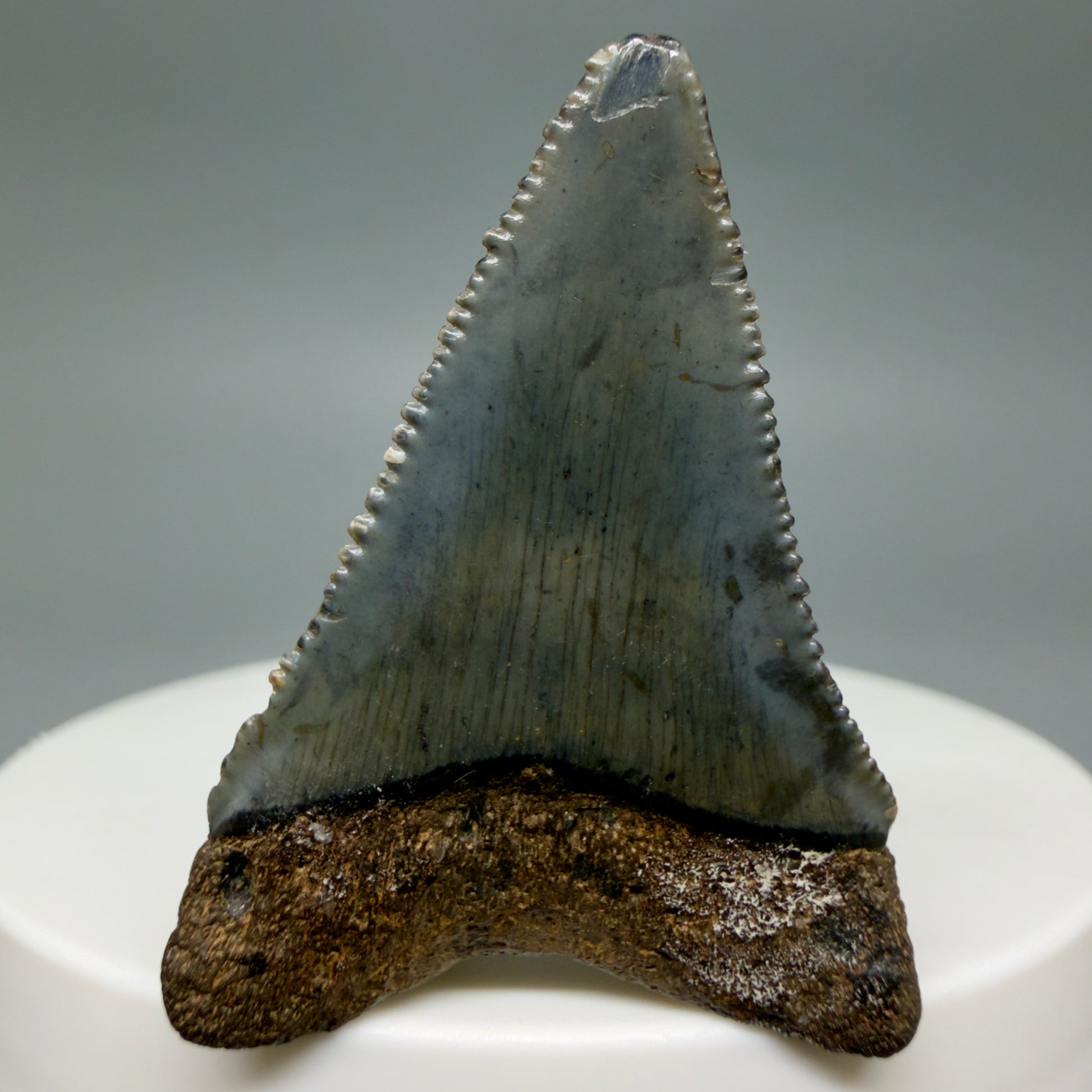 Back View Gorgeous dark colors, serrated 1.55" Fossil Great White Shark Tooth - South Carolina GW1342