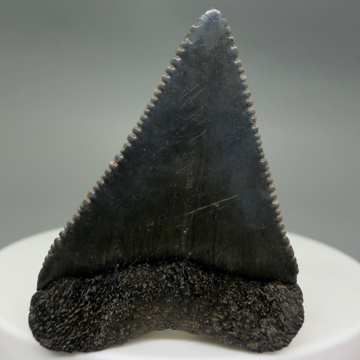 Back View Gorgeous dark colors, serrated 1.53" Fossil Great White Shark Tooth - South Carolina GW1340